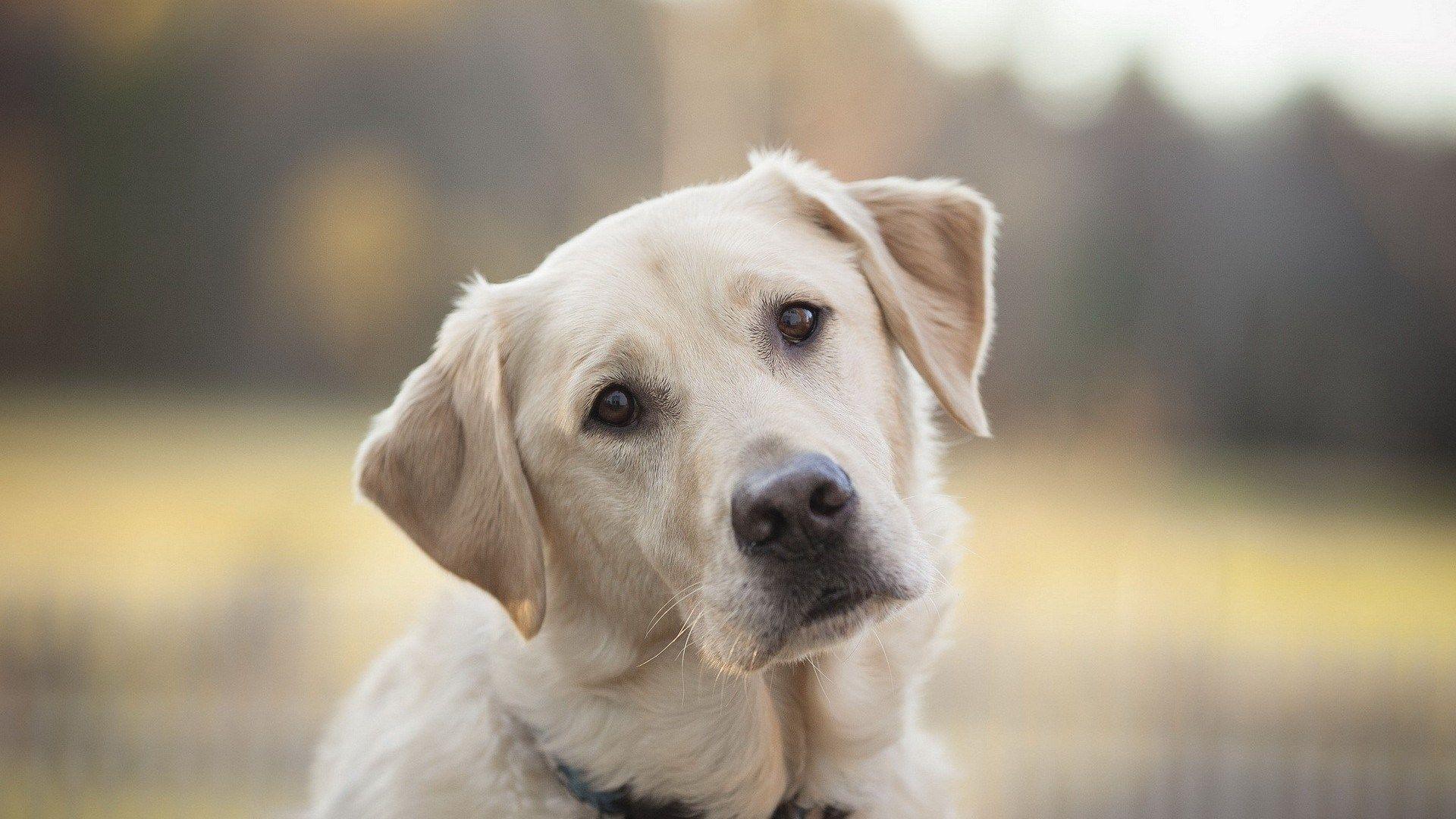 1920x1080 Free download Labrador Retriever HD Wallpaper Animals Wallpaper