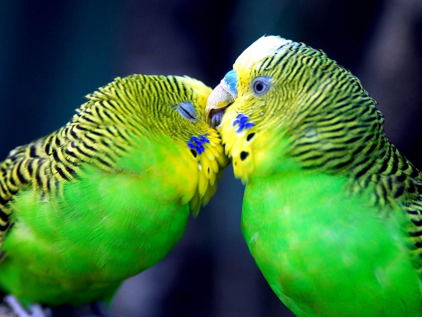 1600x1200 Desktop beautiful parrots photo