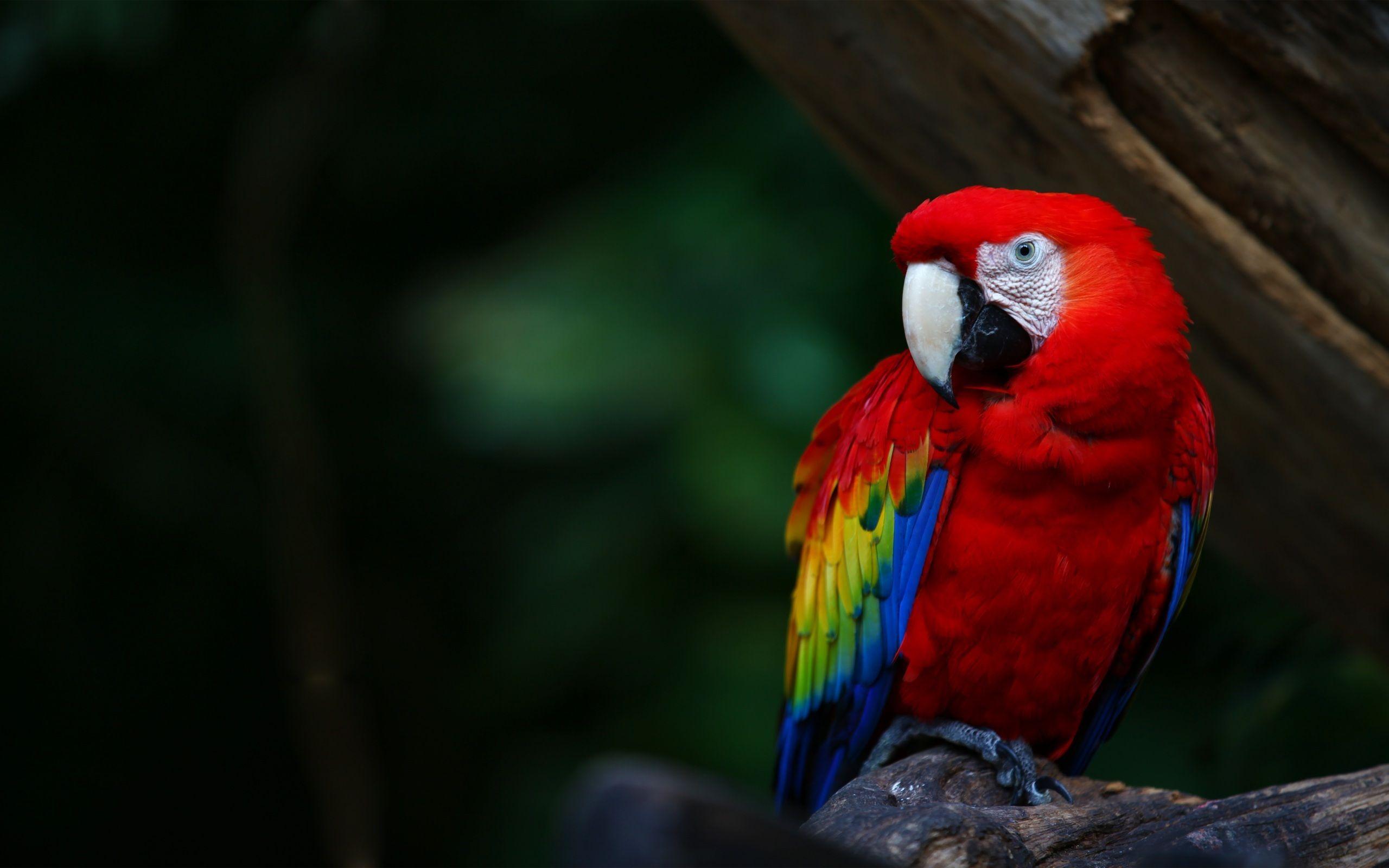 2560x1600 image Collection of Parrots