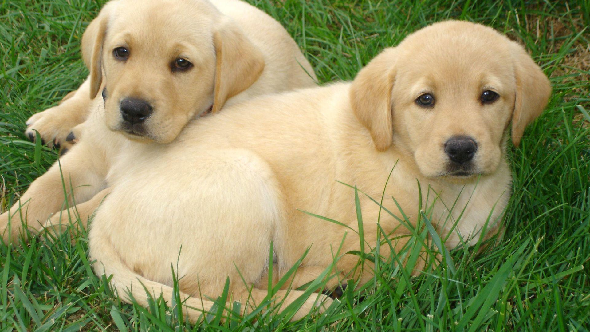 1920x1080 Labrador retriever puppies free HD wallpaper - Labrador