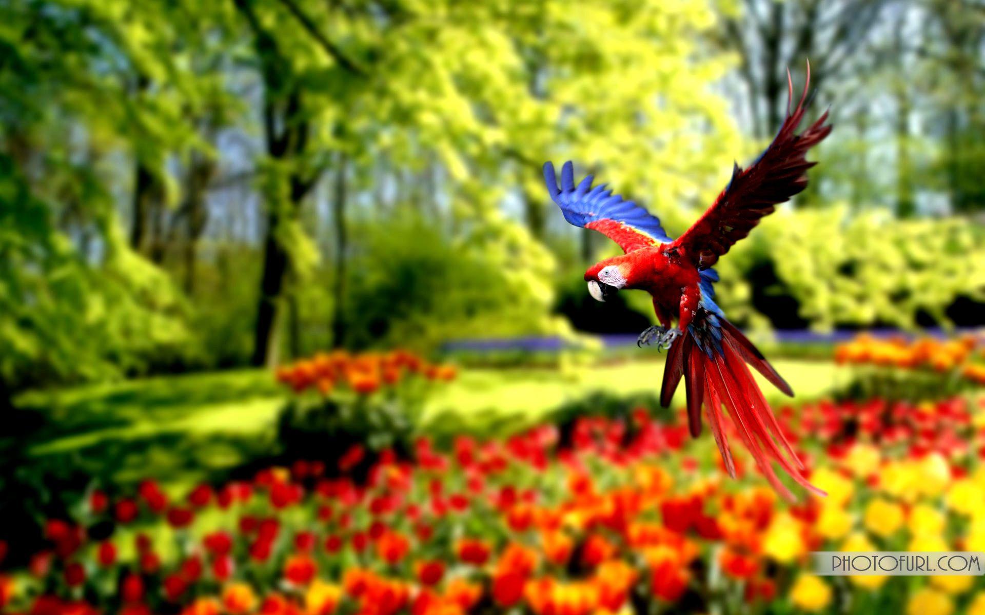 1920x1200 Colorful Wild Parrot Wallpaper High Resolution