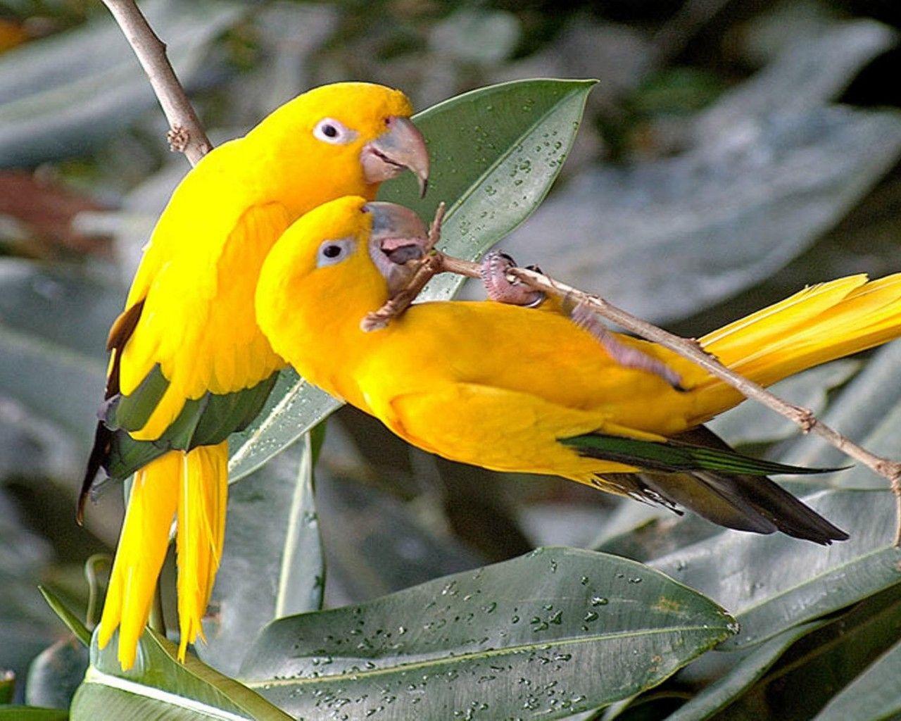 1280x1024 Yellow Parrot Wallpaper HD For Mobile Phone Laptop And Pc
