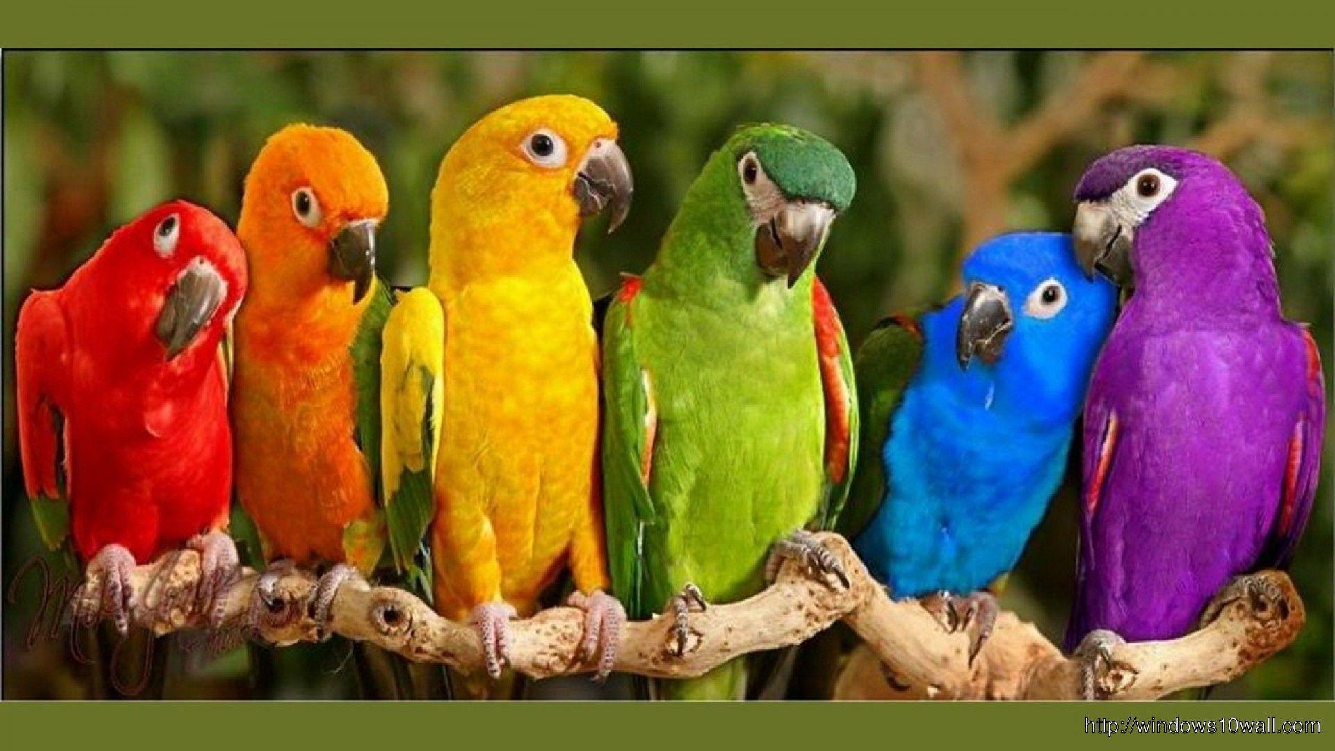 1920x1080 Colorful Birds Parrots
