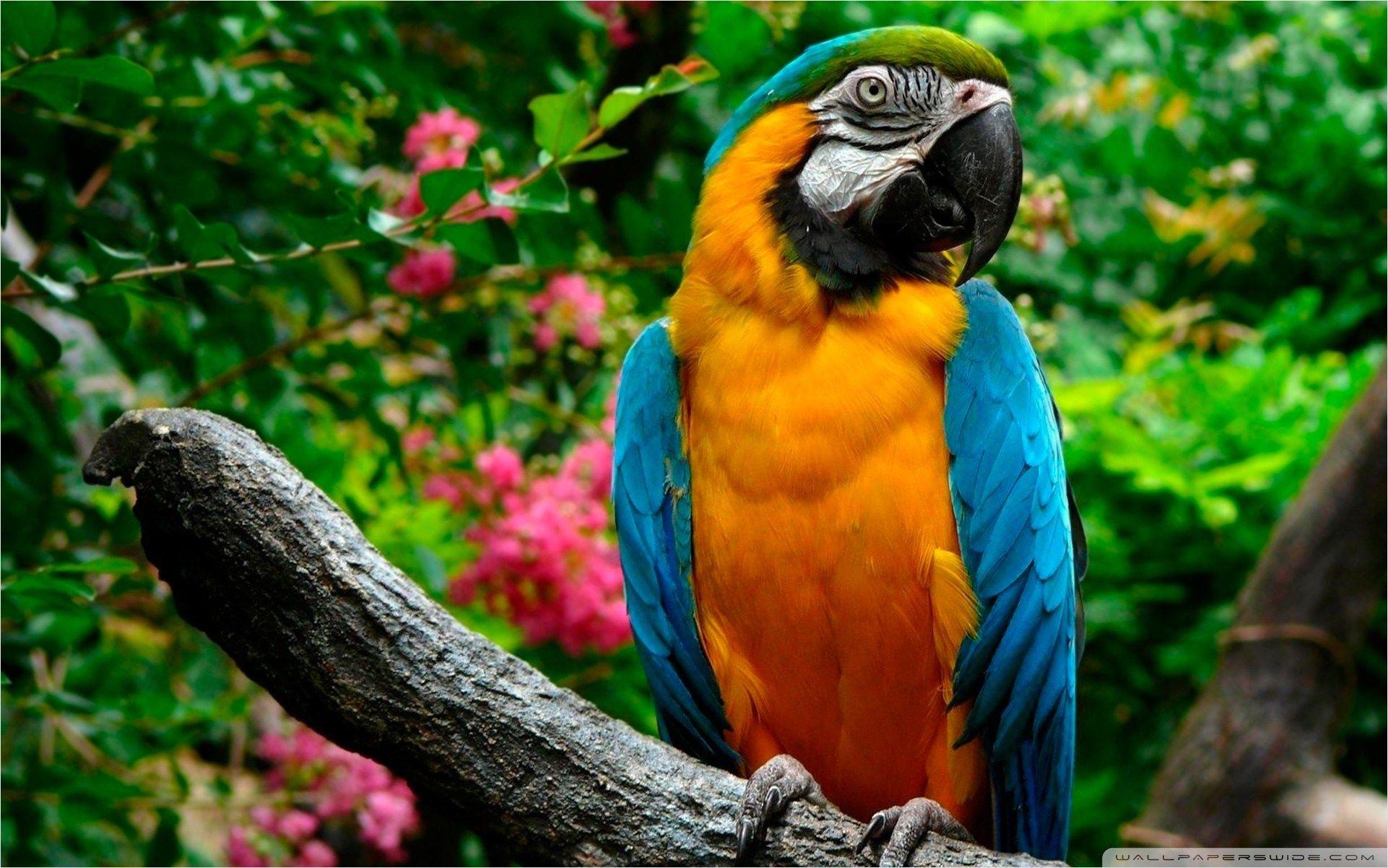 1922x1202 Parrots