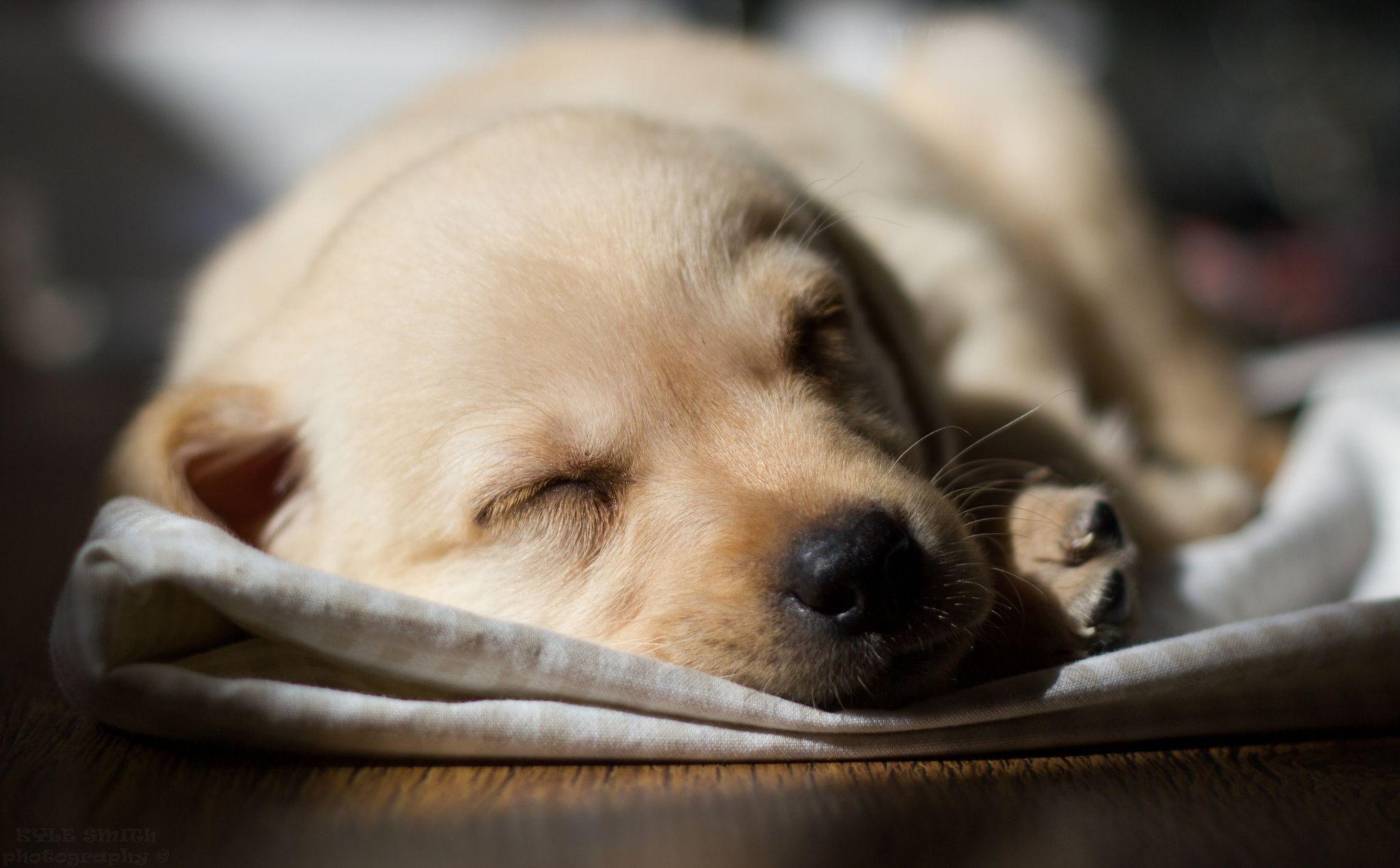 Labrador HD Wallpapers - Top Free Labrador HD Backgrounds - WallpaperAccess