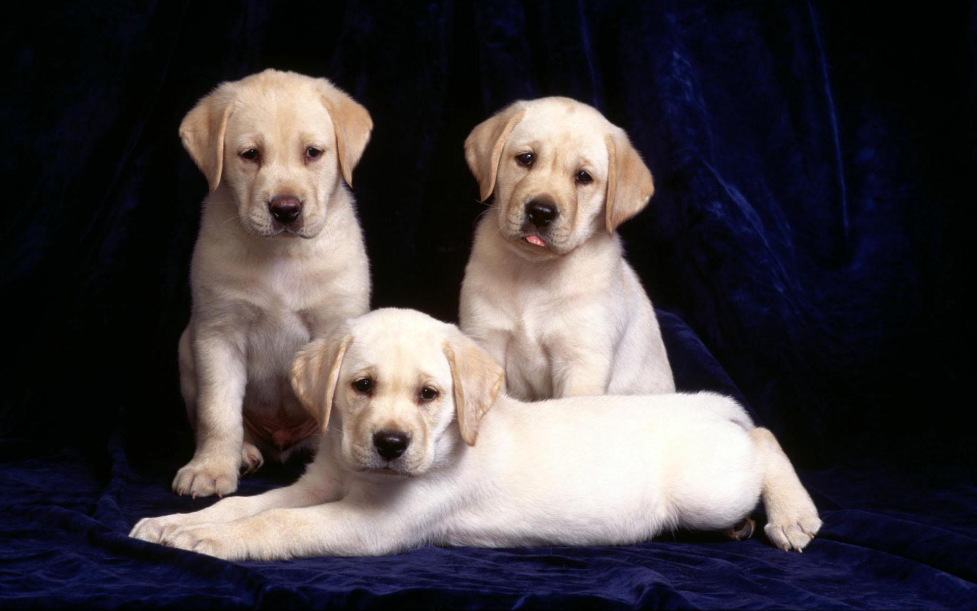 1920x1200 Best Yellow Labrador Retriever Picture And Image