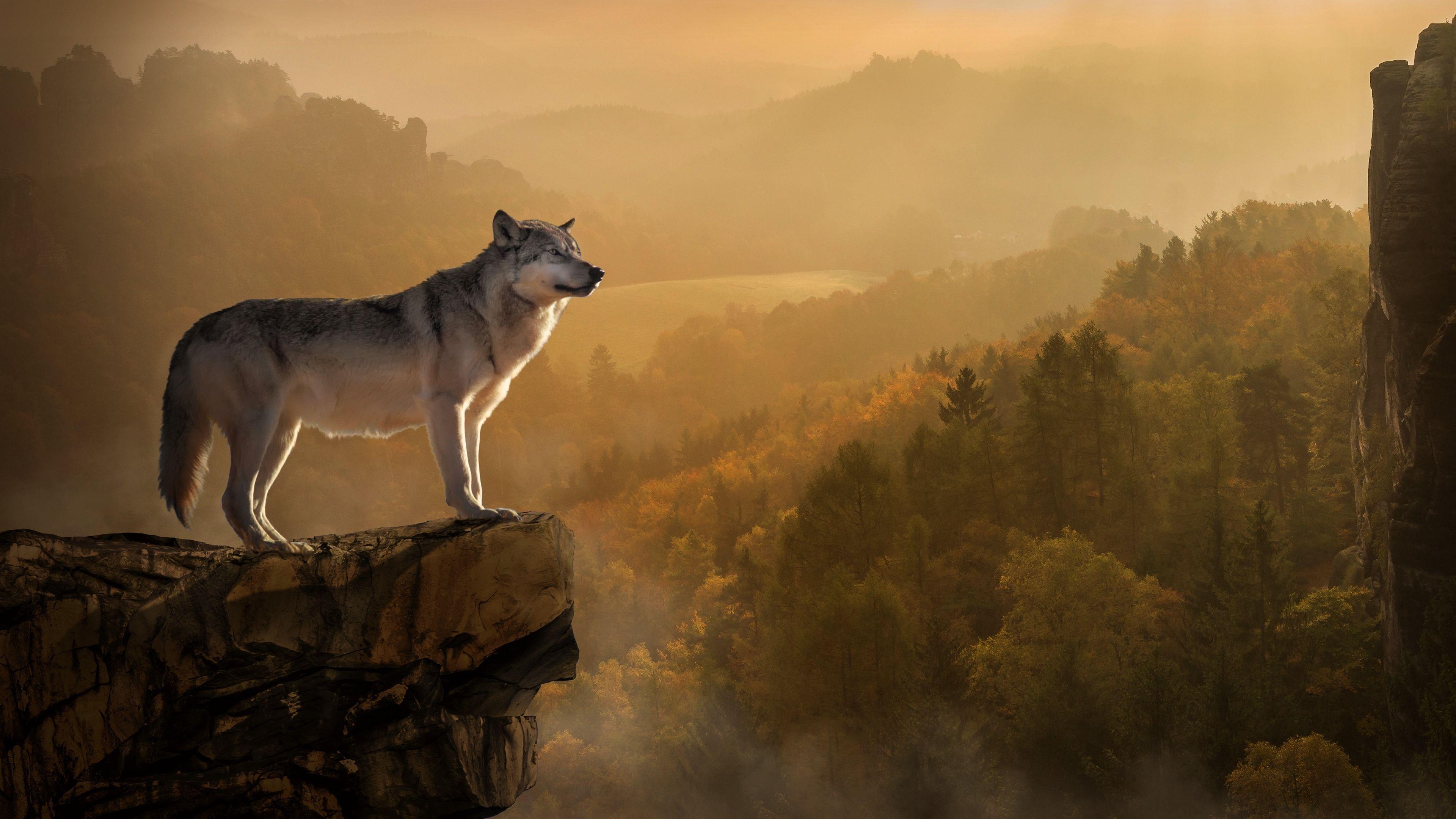 4K Ultra HD Wolf Wallpapers - Top Free 4K Ultra HD Wolf Backgrounds ...