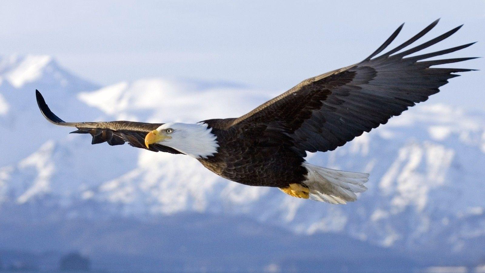 1600x900 Eagle Pics Wallpaper