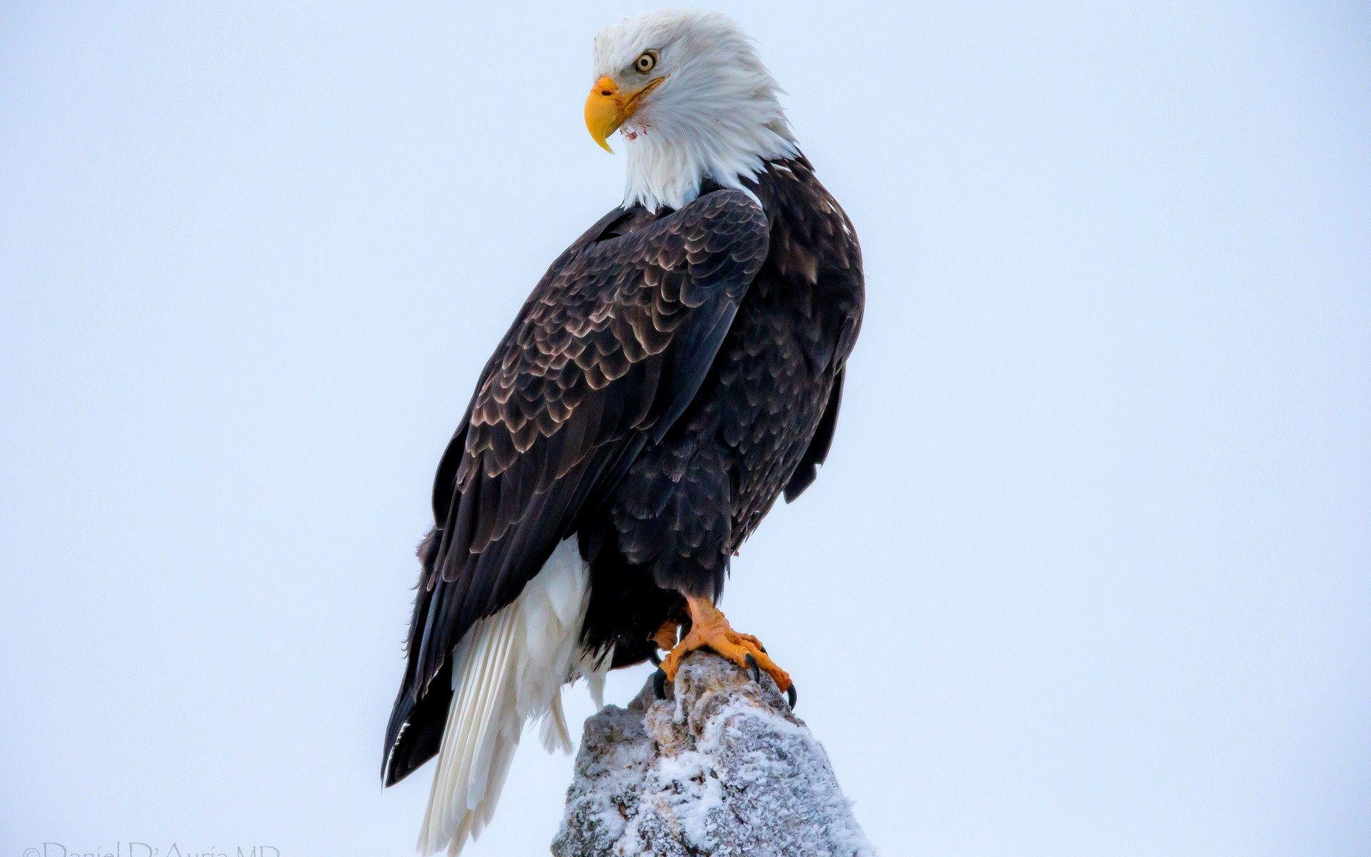 Cool Eagle HD Wallpapers - Top Free Cool Eagle HD Backgrounds