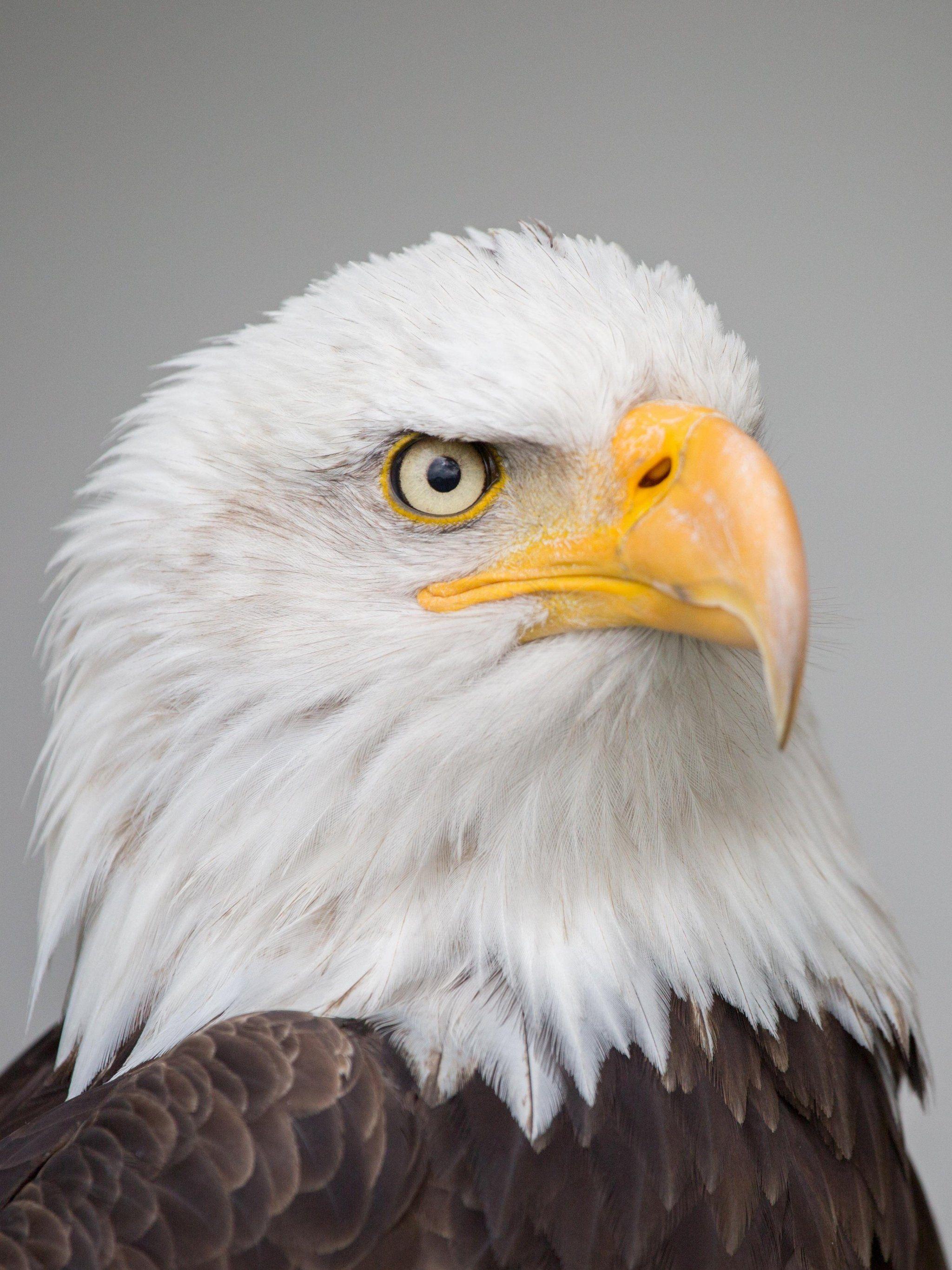 Cool Eagle HD Wallpapers - Top Free Cool Eagle HD Backgrounds ...