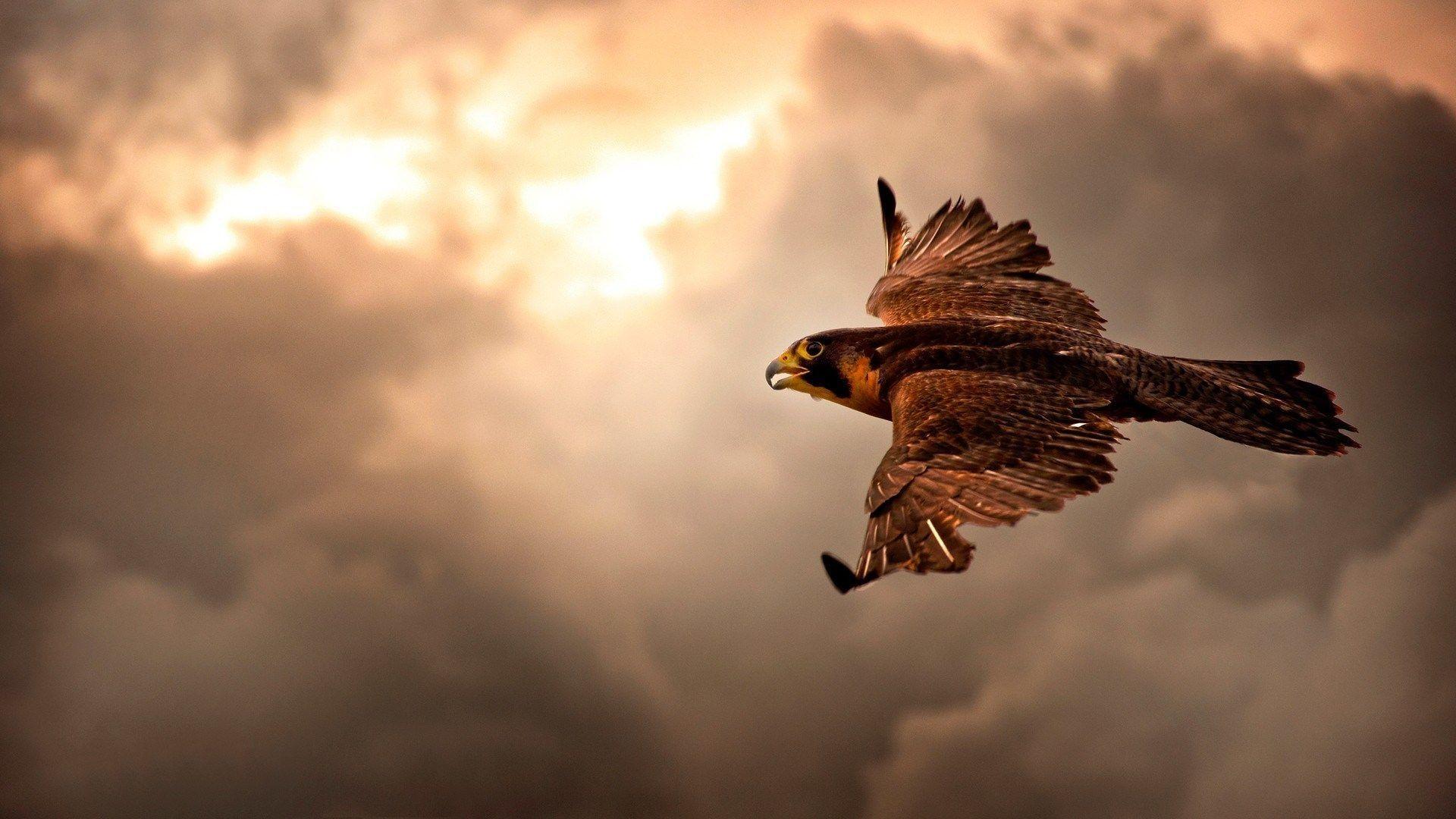 1920x1080 Eagles HD Wallpaper