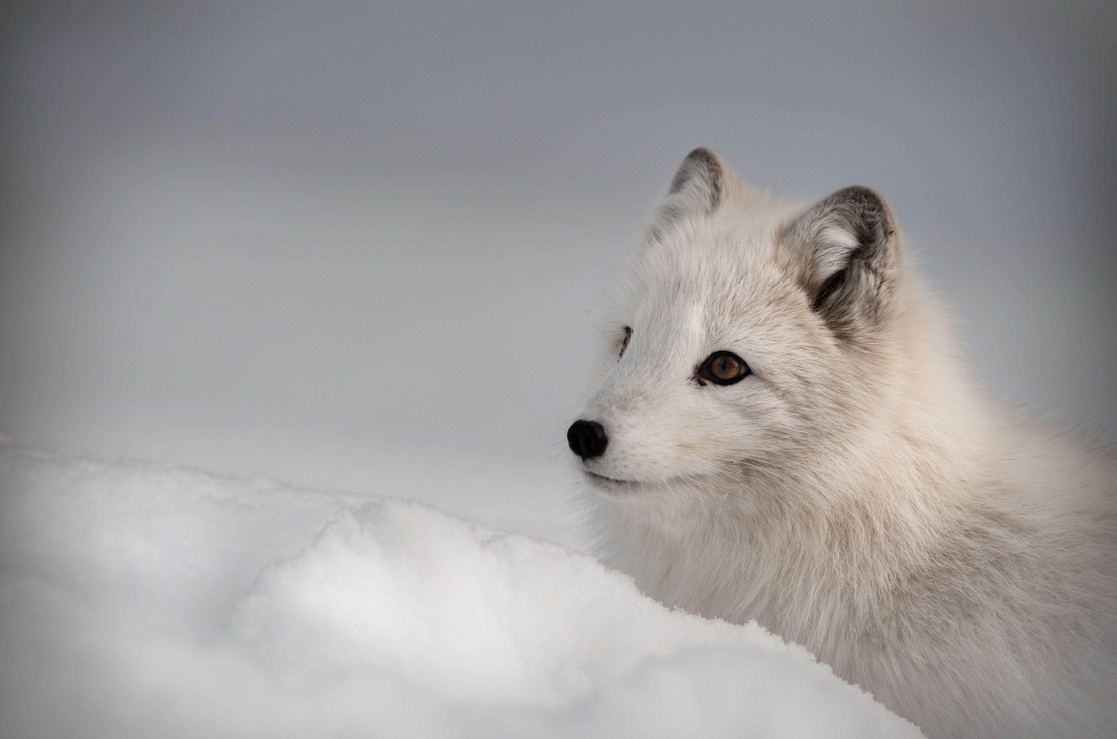 Arctic Fox 4K Wallpapers - Top Free Arctic Fox 4K Backgrounds