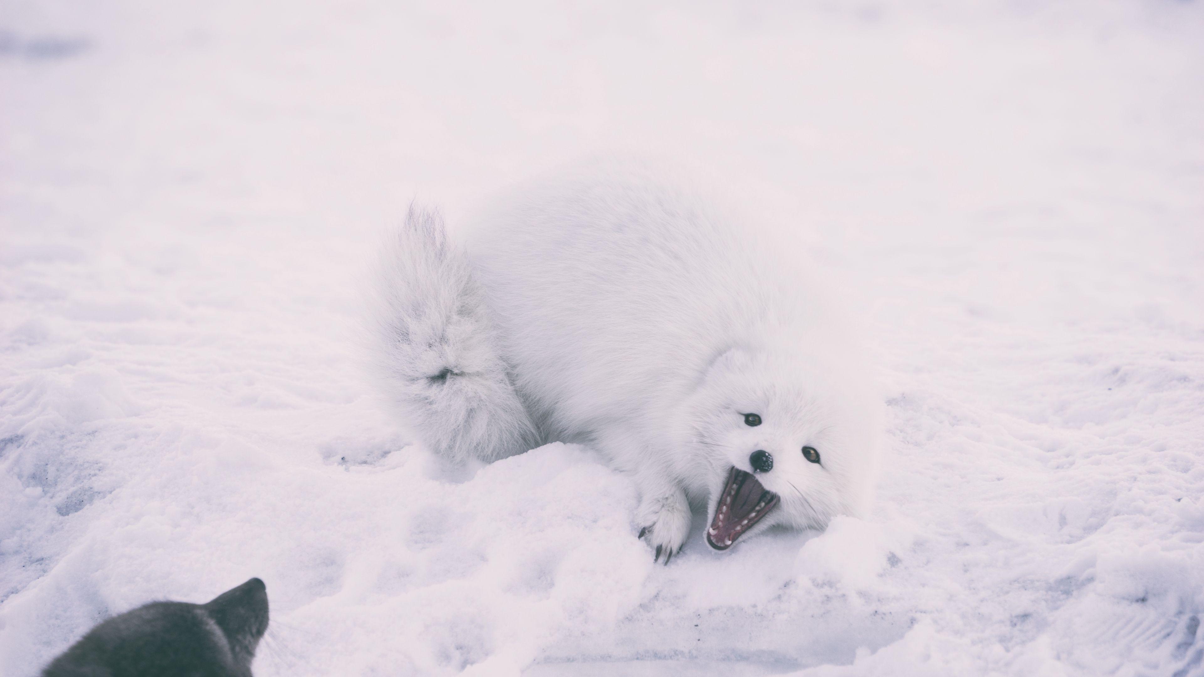 kamik polar fox