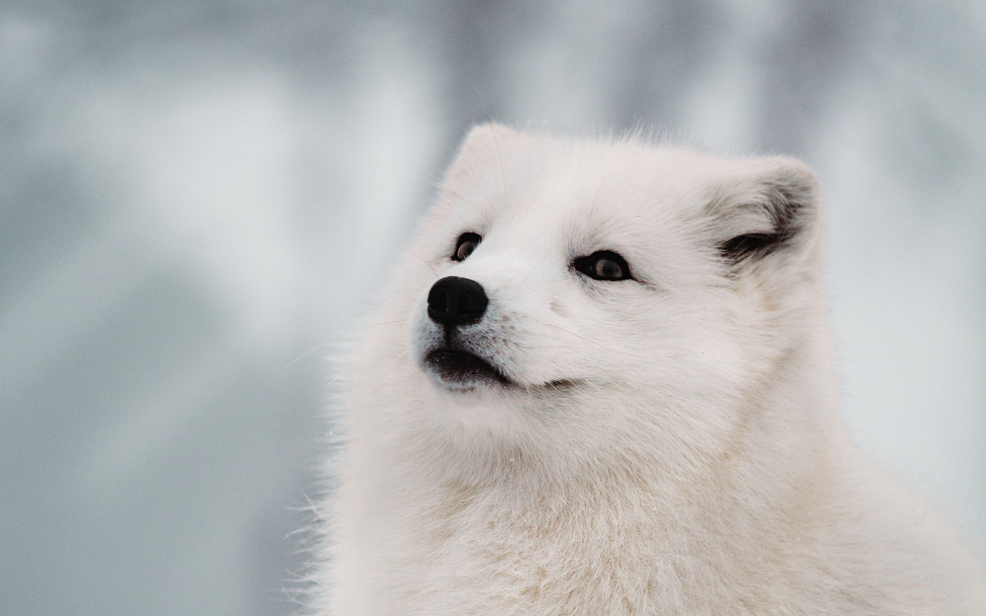 Arctic Fox 4K Wallpapers - Top Free Arctic Fox 4K Backgrounds