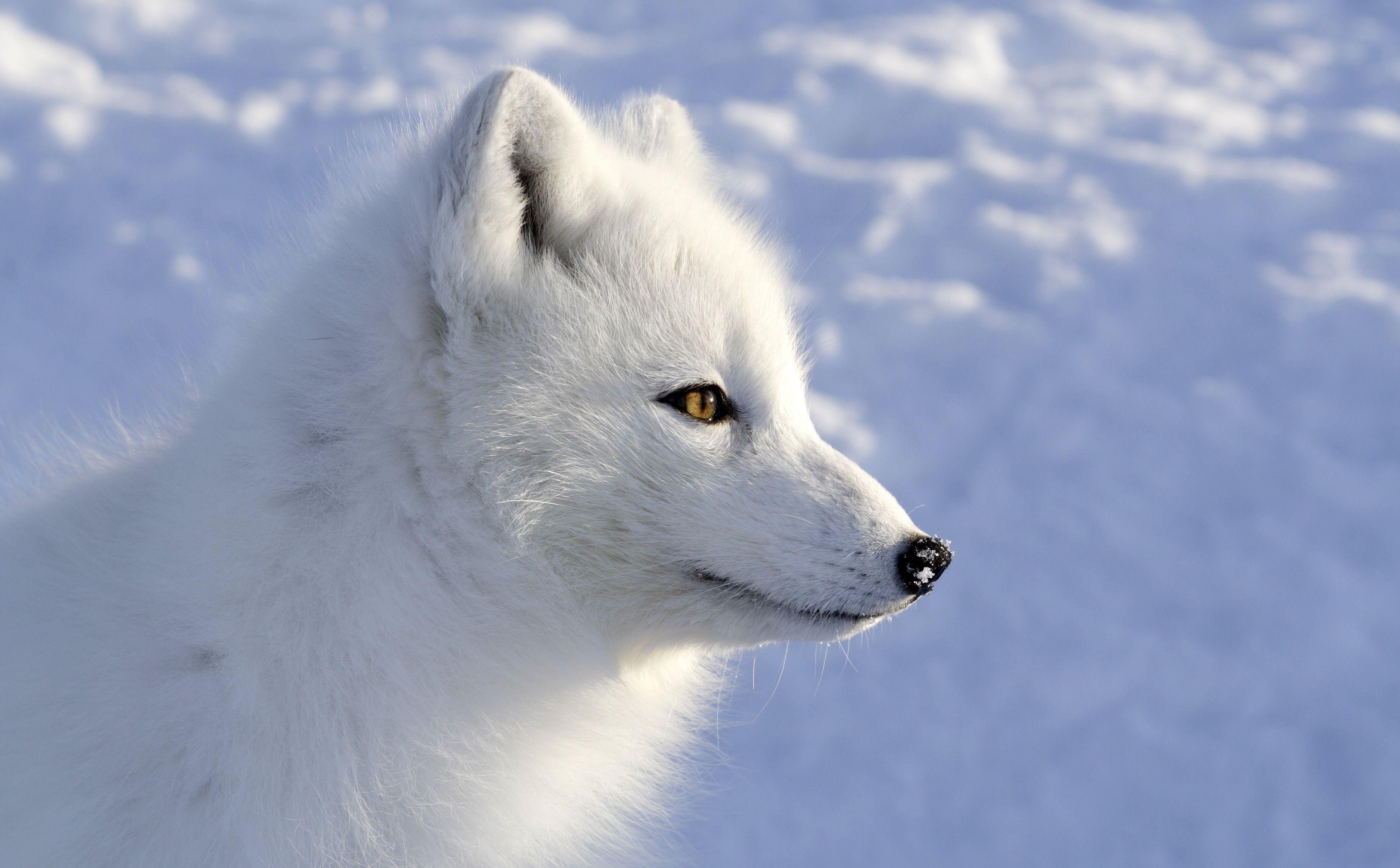 Arctic Fox 4K Wallpapers - Top Free Arctic Fox 4K Backgrounds