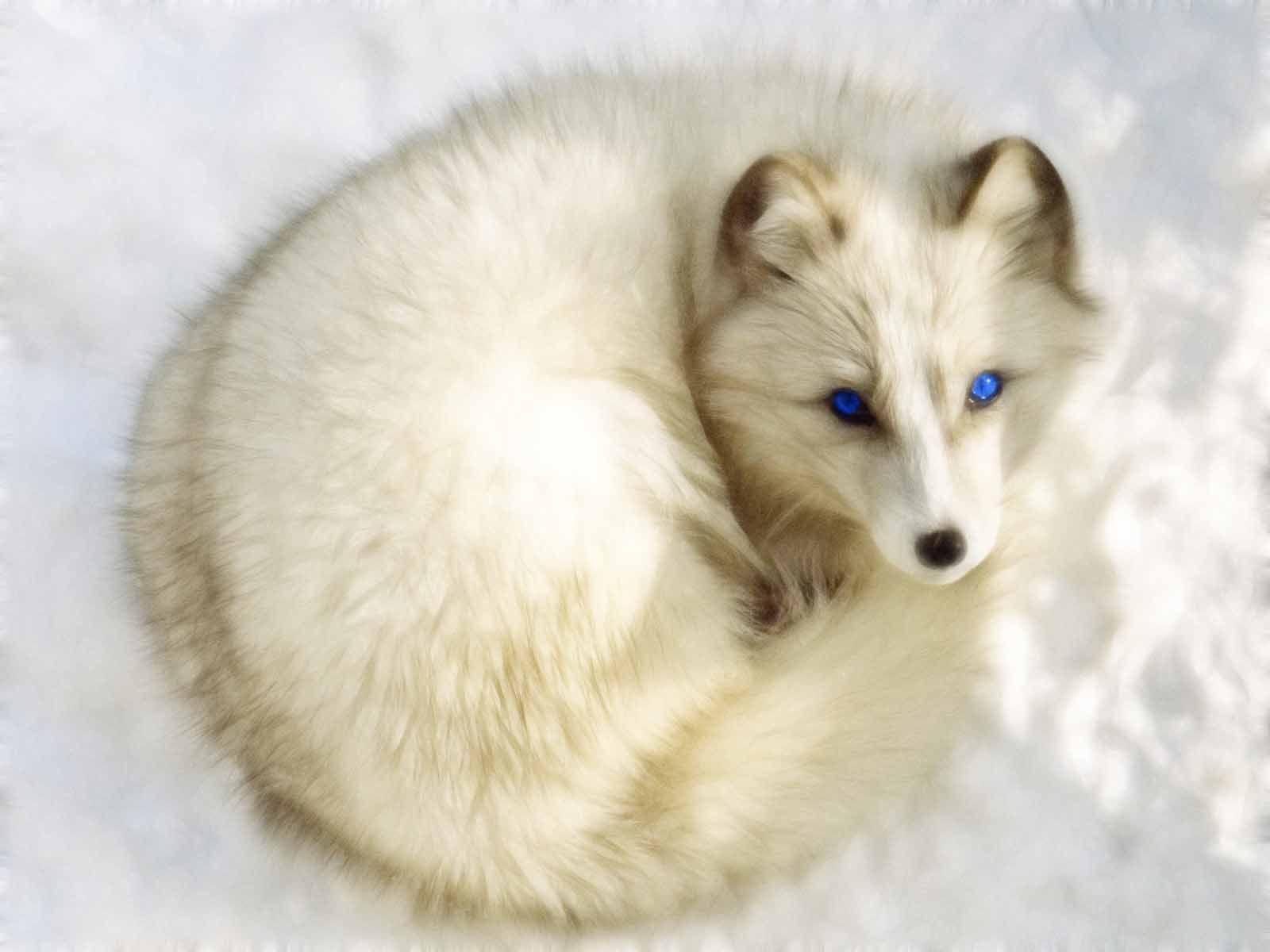 Arctic Fox 4K Wallpapers - Top Free Arctic Fox 4K Backgrounds