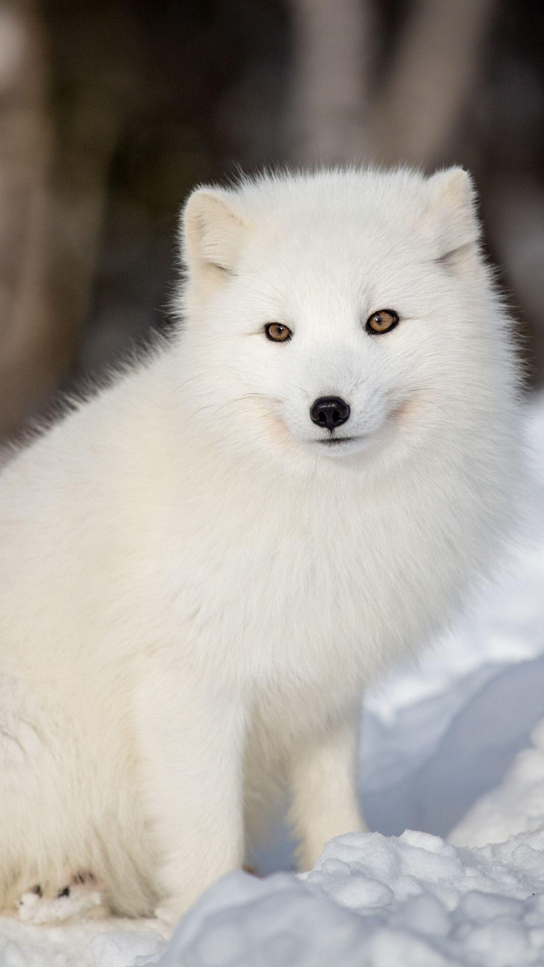 Arctic Fox 4K Wallpapers - Top Free Arctic Fox 4K Backgrounds