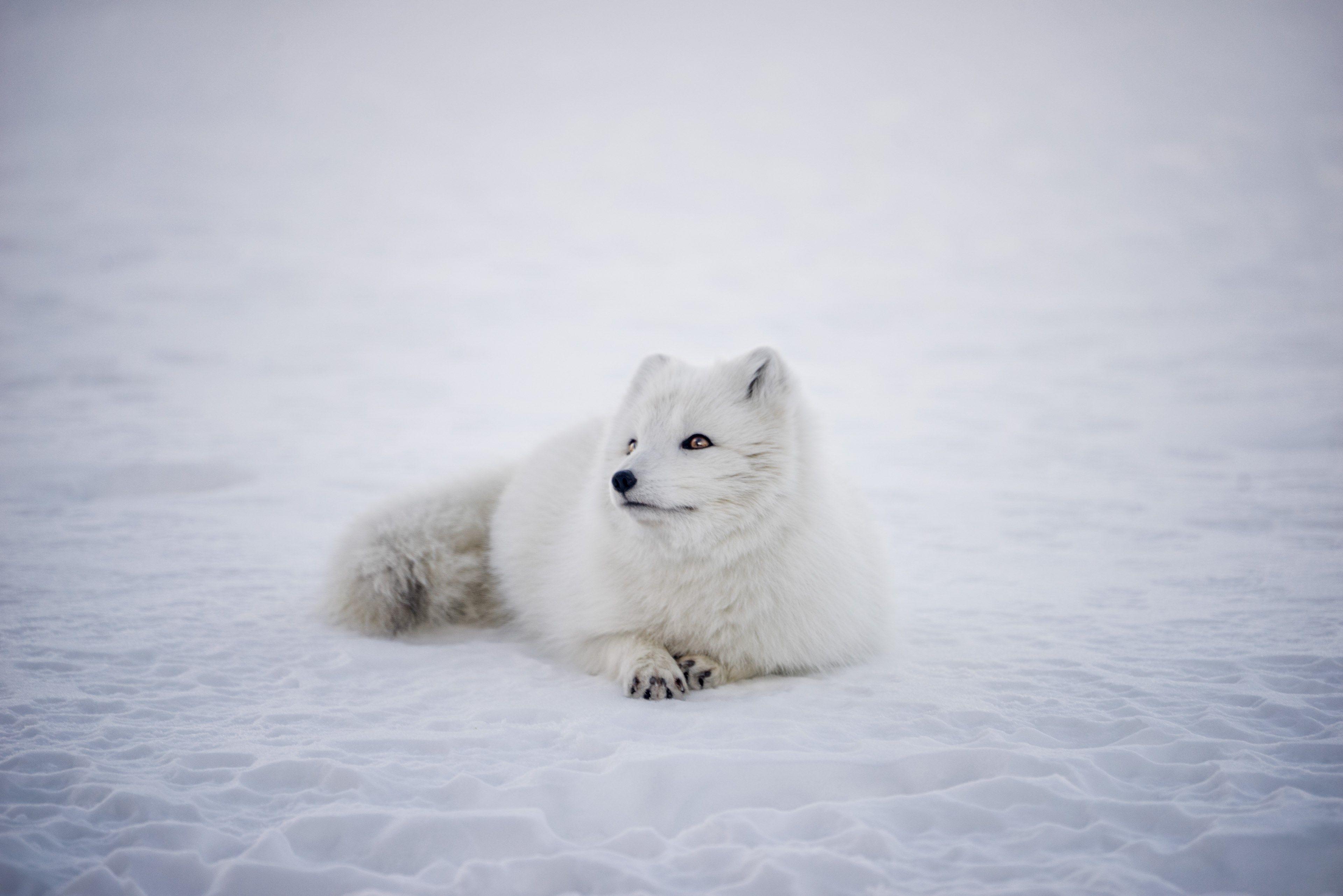 Arctic Fox Wallpaper 4k