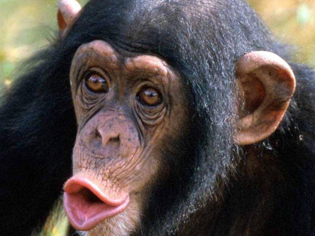 1024x768 Chimpanzee Wallpaper