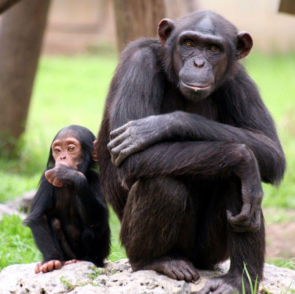 Chimpanzee HD Wallpapers - Top Free Chimpanzee HD Backgrounds ...