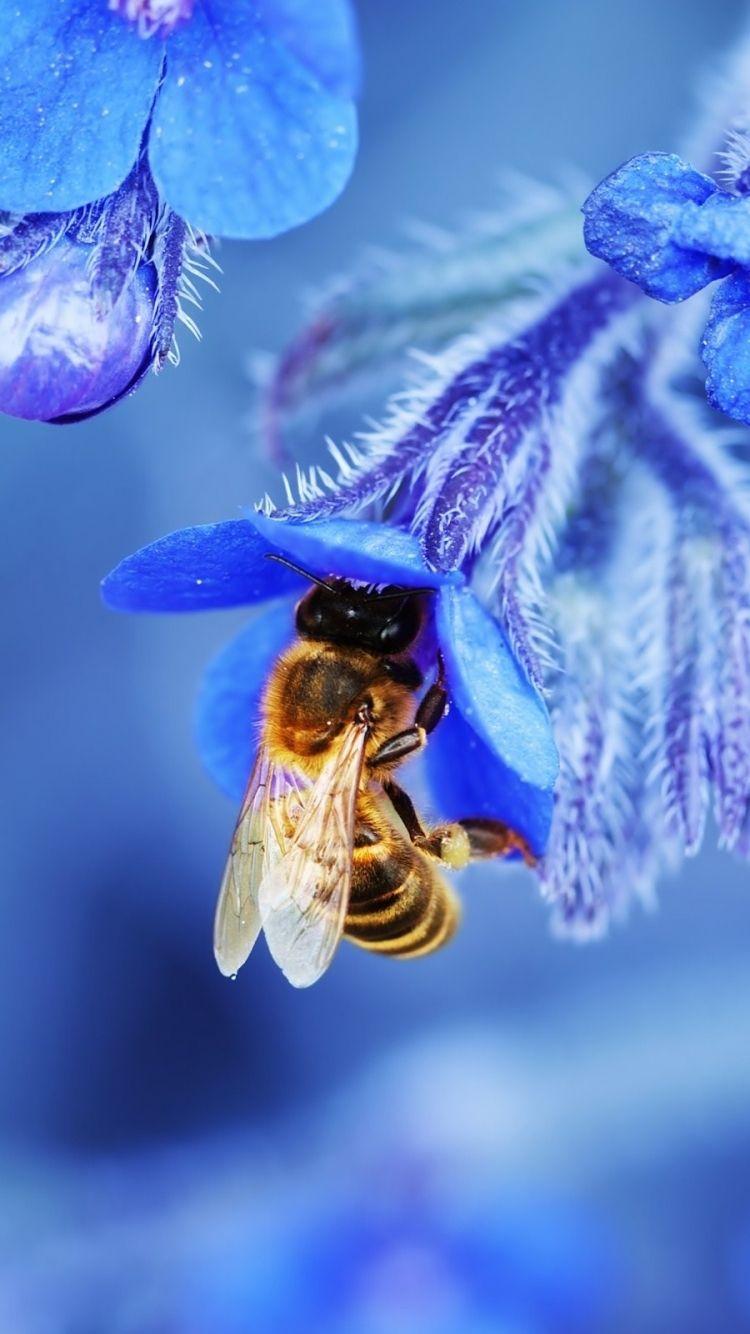 750x1334 Animal Bee (750x1334) Wallpaper