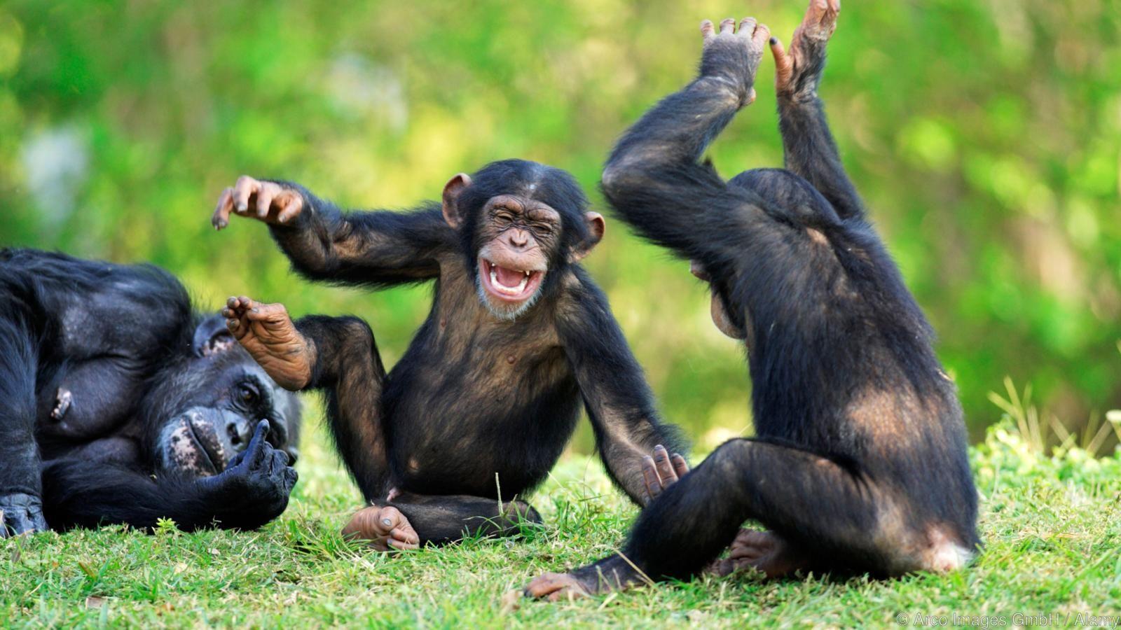 Прикольные Шимпанзе