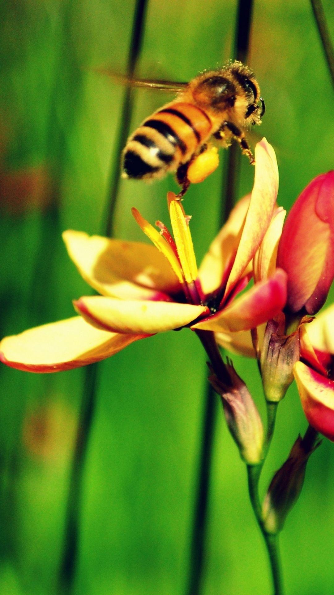 1080x1920 Animal Bee (1080x1920) Wallpaper