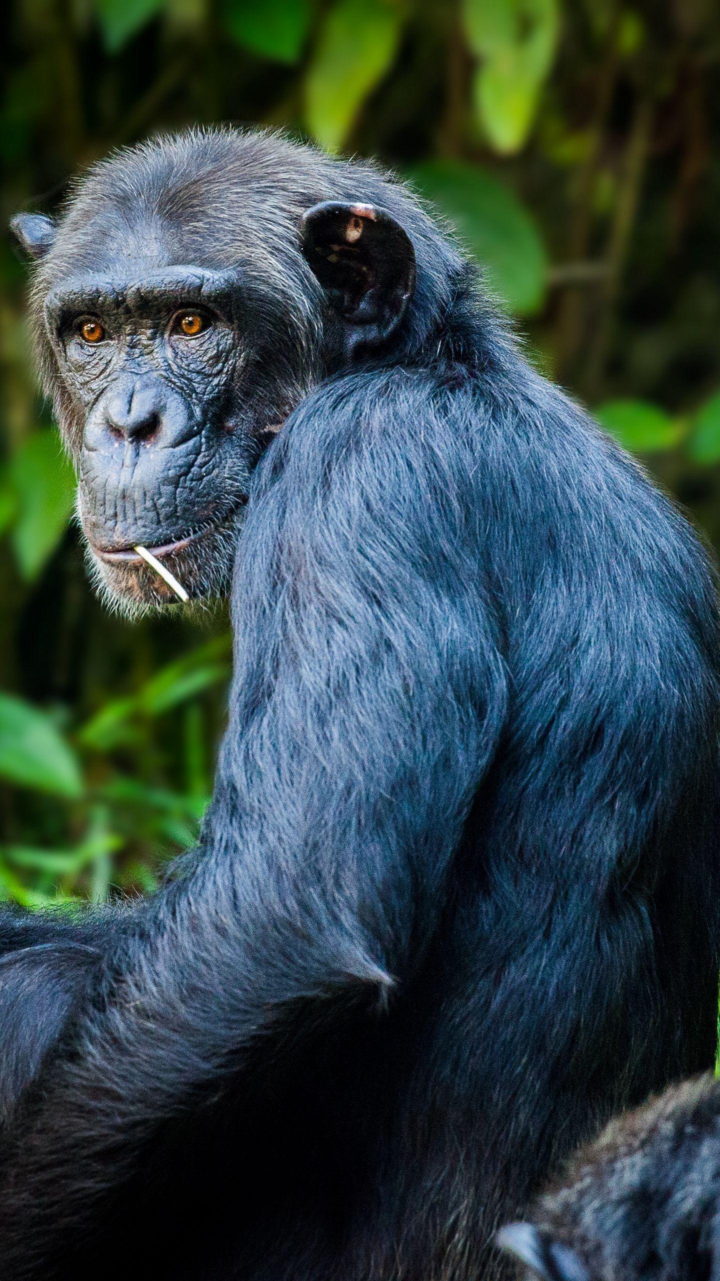 Chimpanzee HD Wallpapers - Top Free Chimpanzee HD Backgrounds ...