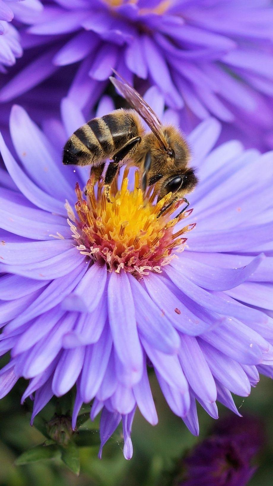 920x1636 Bee Flower Pollination Download Free Wallpaper for phone