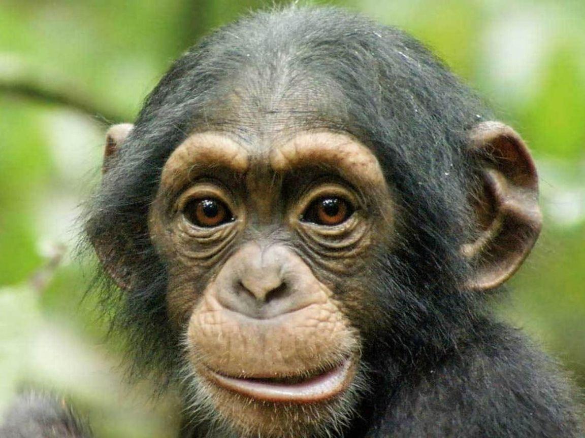 1152x864 Wide HD Chimpanzee Wallpaper. FLGX HD.42 KB
