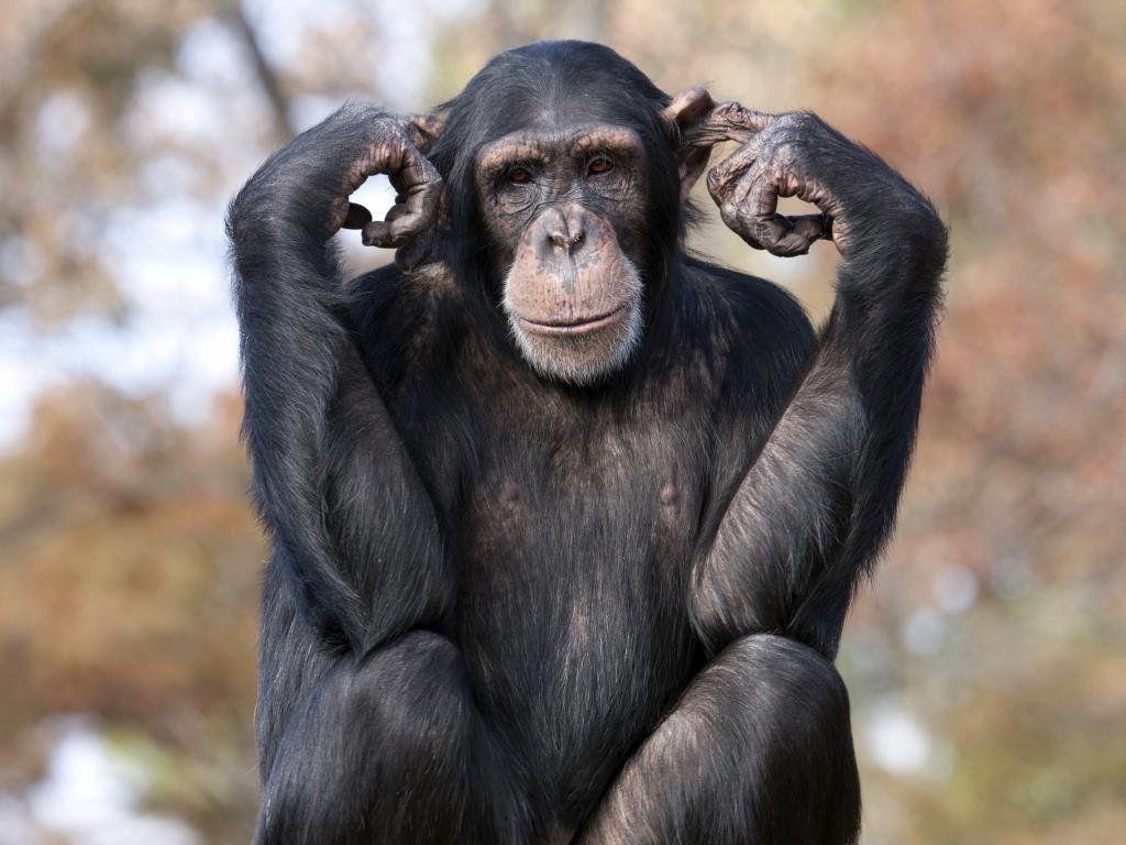 1024x768 Free Chimpanzee Wallpaper