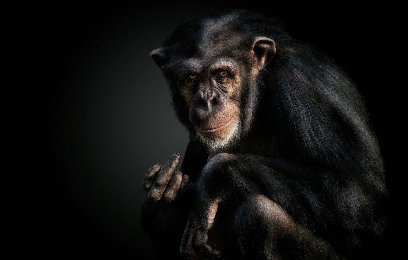 1332x850 Wallpaper monkey, gesture, chimpanzees image for desktop, section