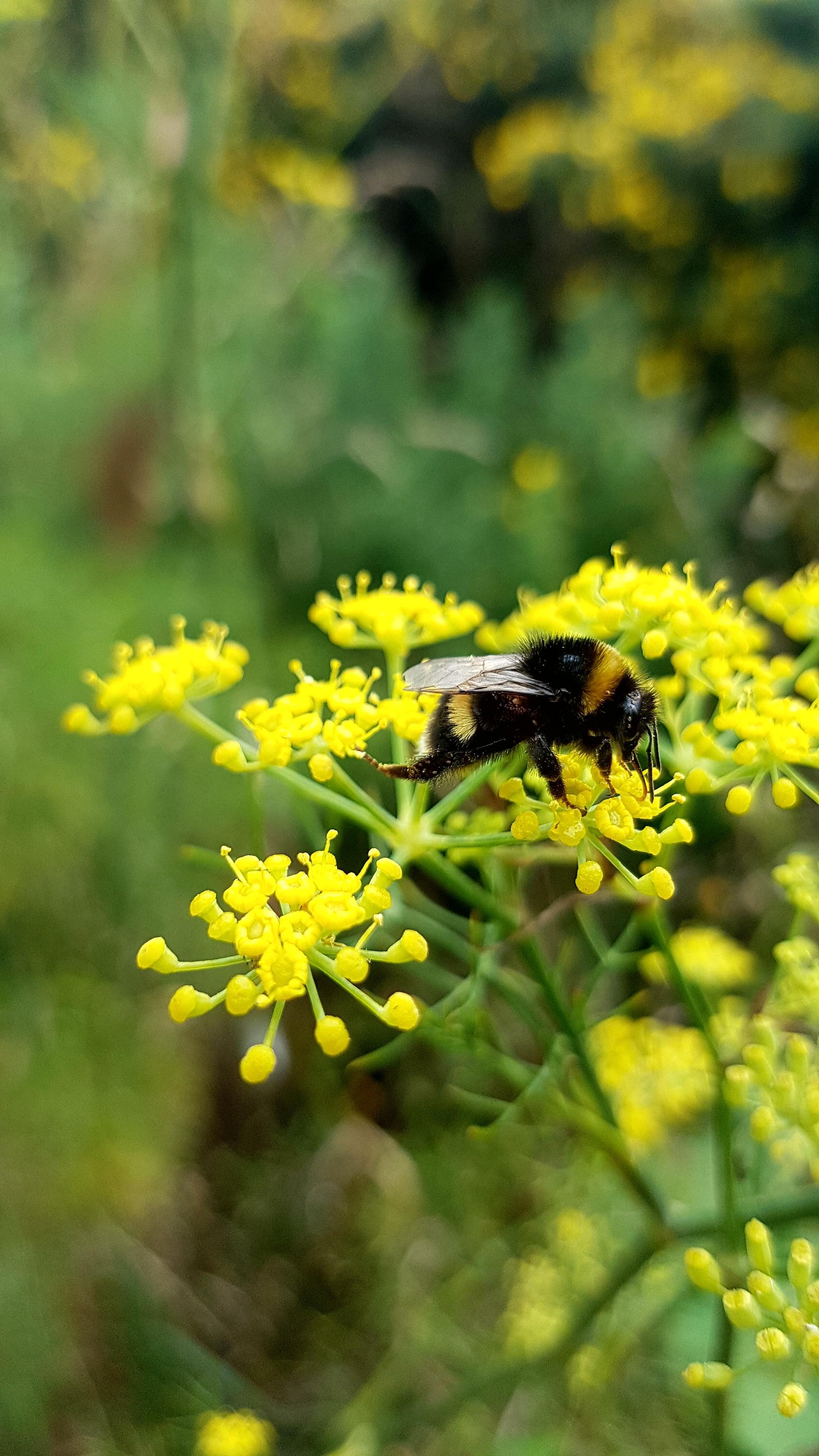 2268x4032 Close up of bee