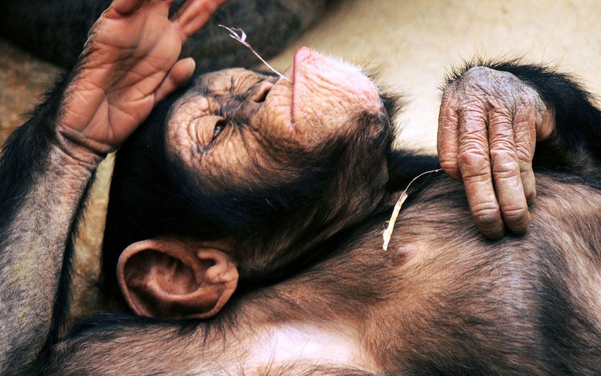 1920x1200 Chimpanzee Wallpaper. Monkey Chimpanzee