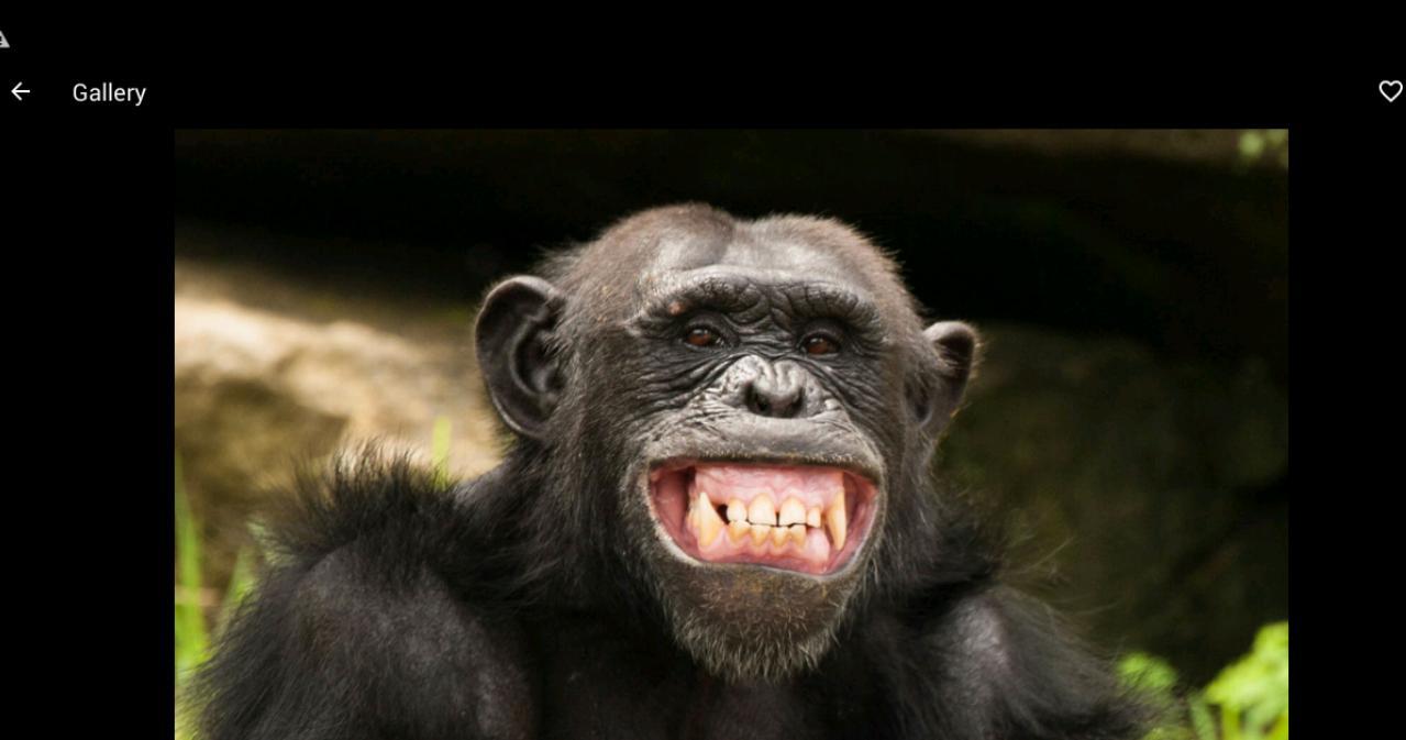 1279x673 Chimpanzee Wallpaper HD for Android