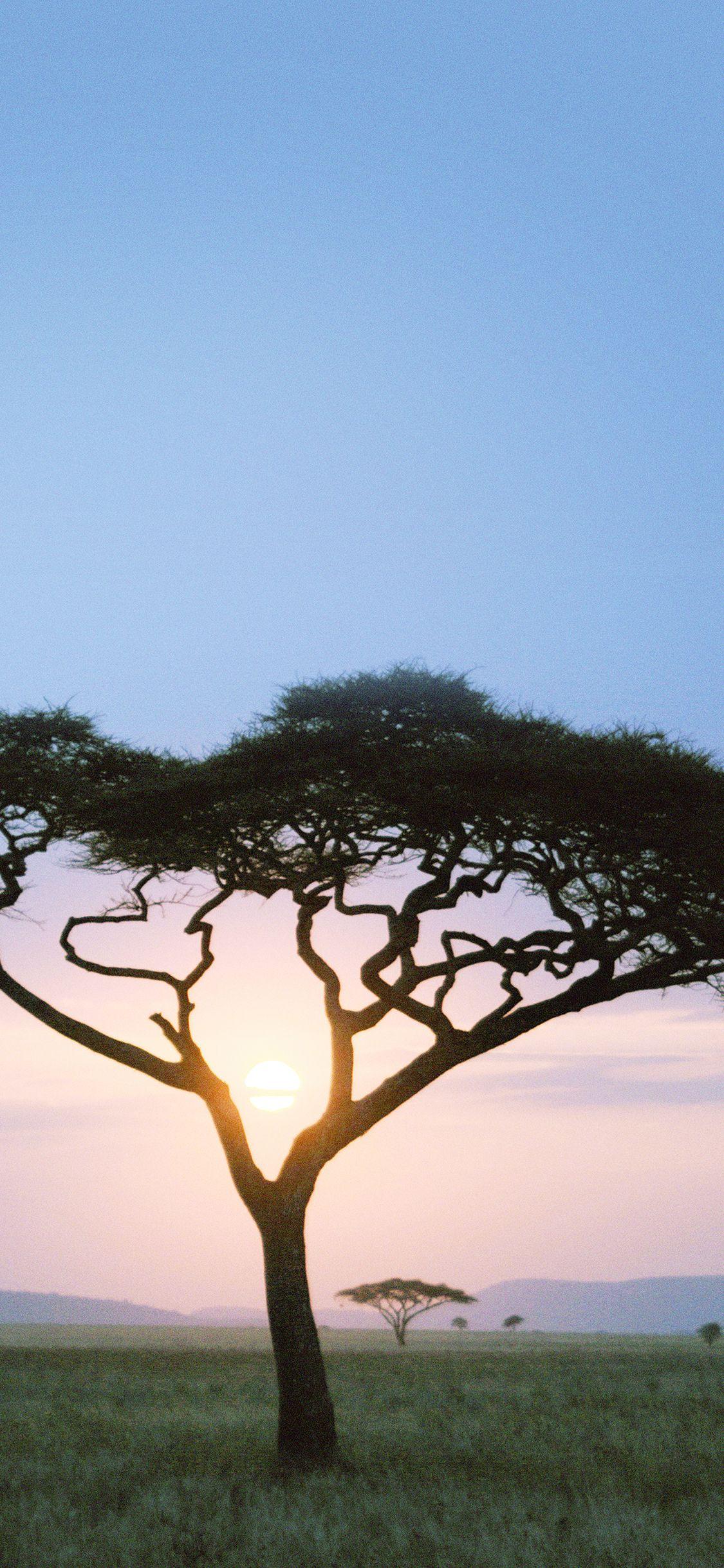 1125x2436 Solo Tree Safari Day Africa Sunrise