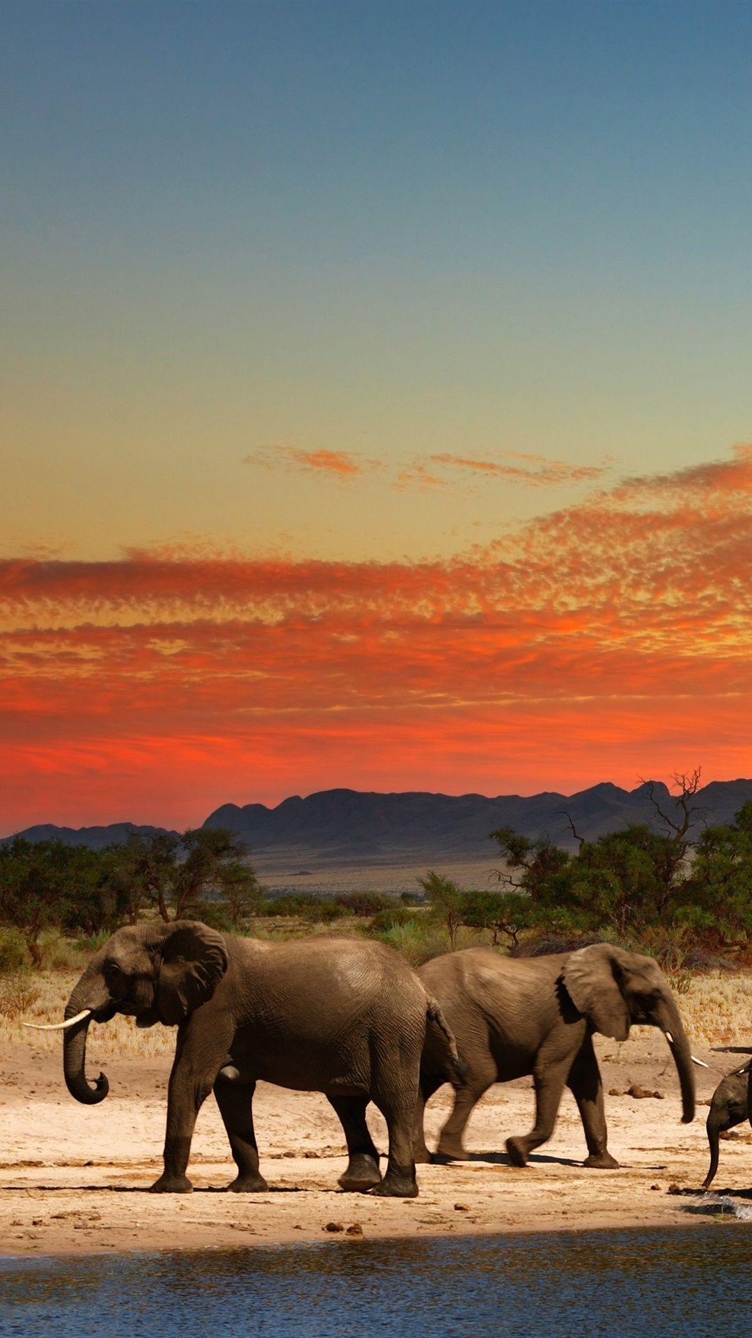1080x1920 Some Elephants, Dusk, Africa 1080x1920 IPhone 8 7 6 6S Plus