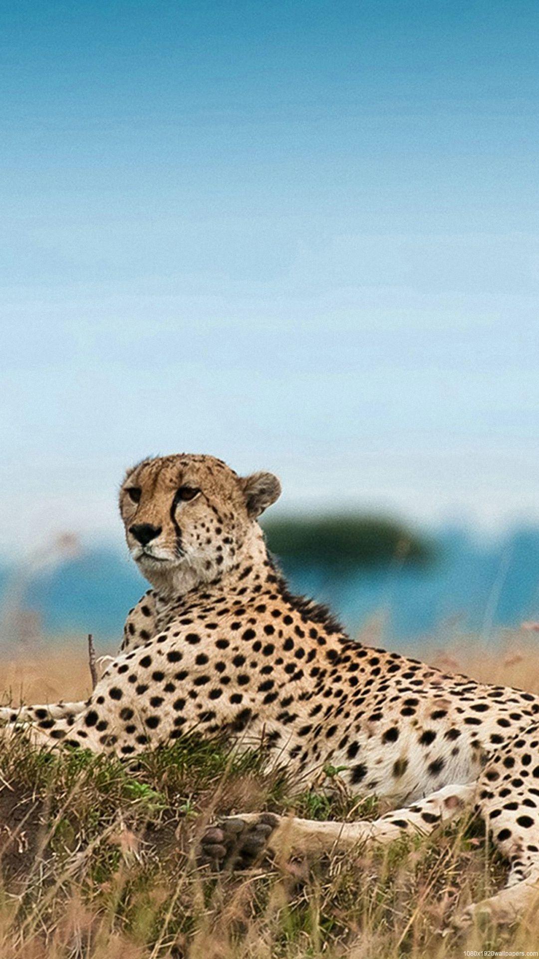 1080x1920 Animal Grass Africa Wallpaper HD