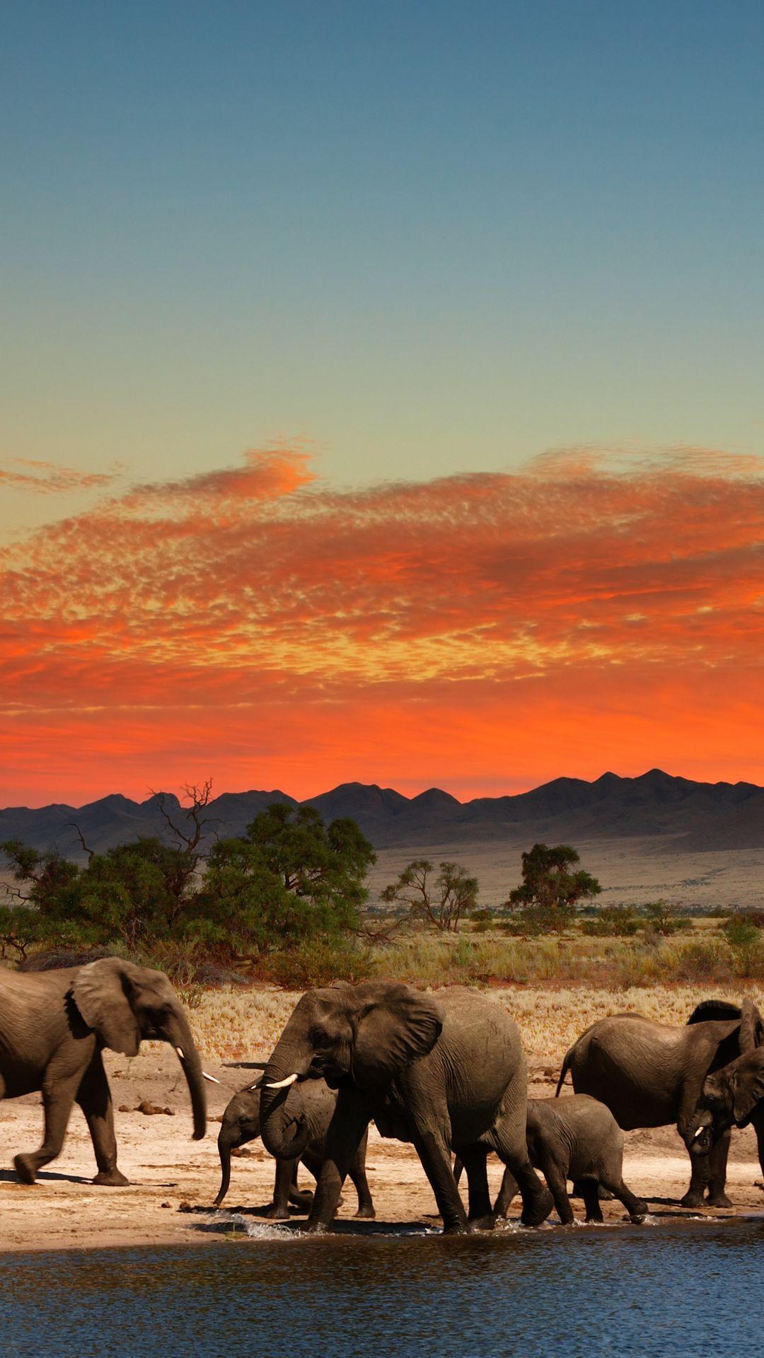 1080x1920 Savanna Background. African Savanna