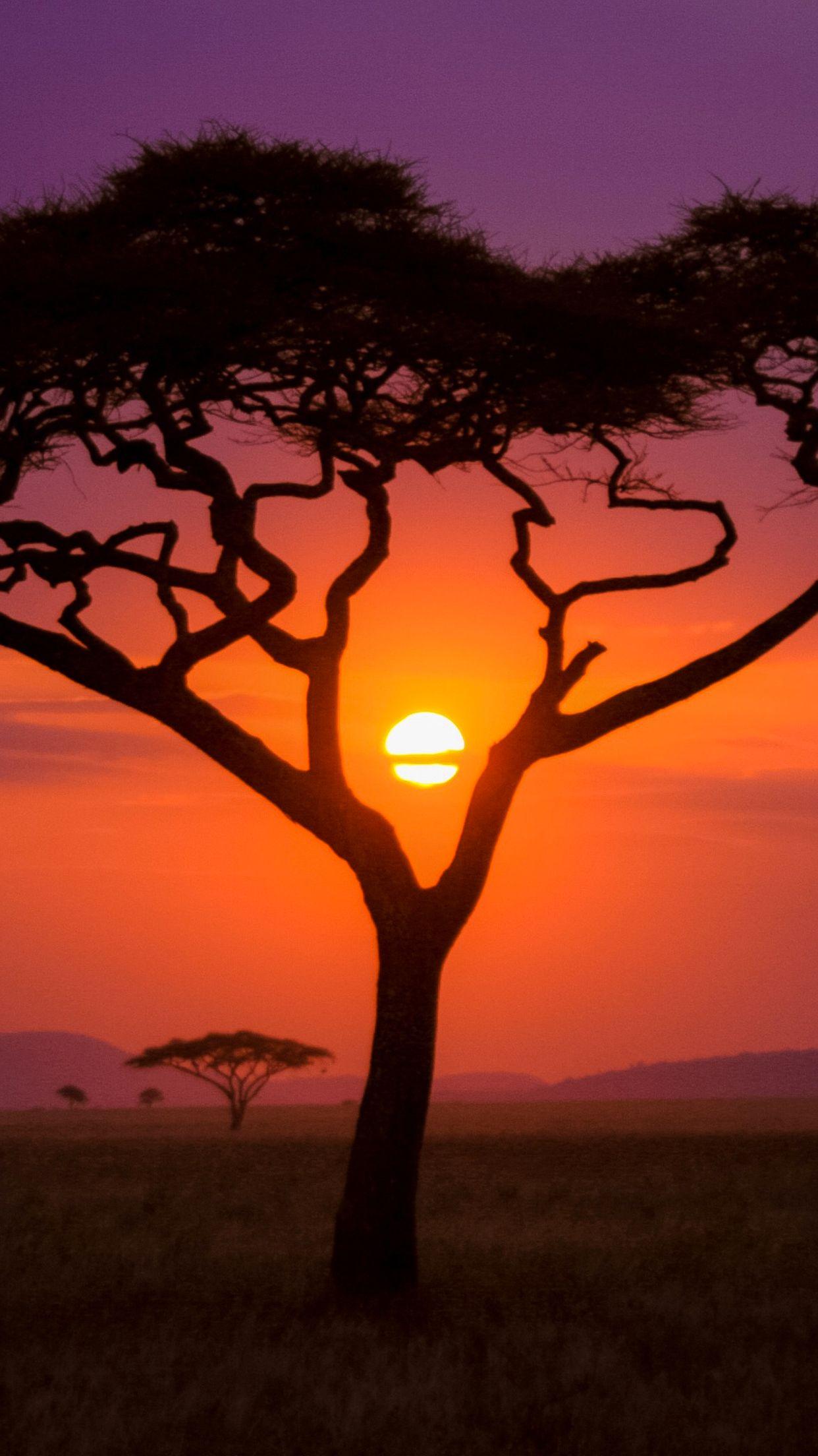1242x2208 African Sunset Wallpaper for iPhone Pro Max, X, 6