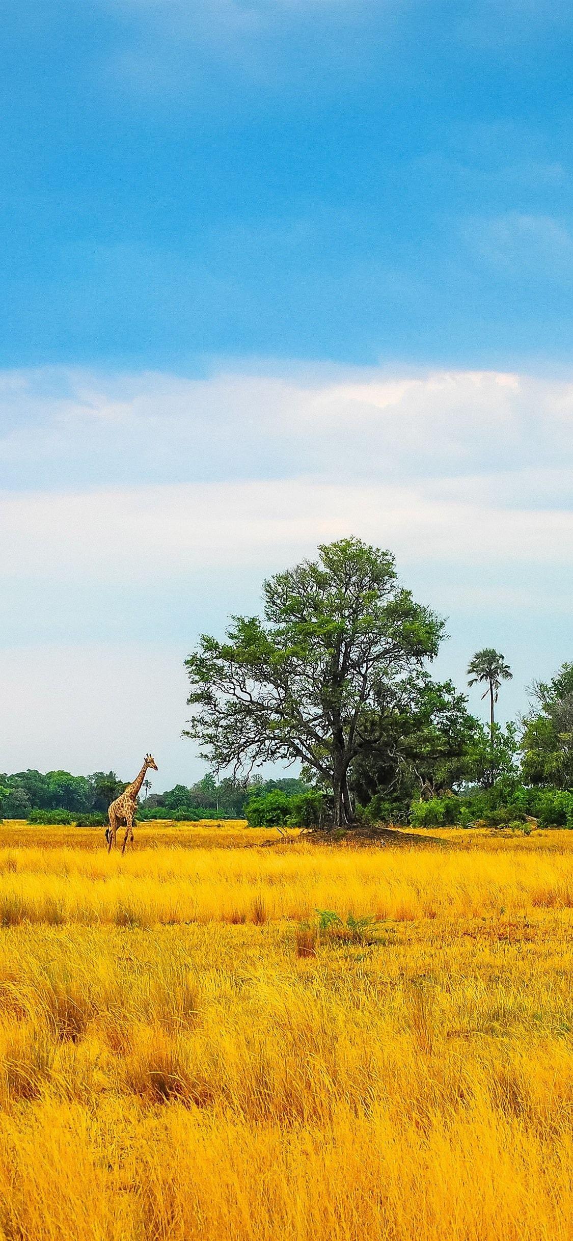 1125x2436 Africa, Giraffe, Trees, Yellow Grass 1125x2436 IPhone 11 Pro XS X