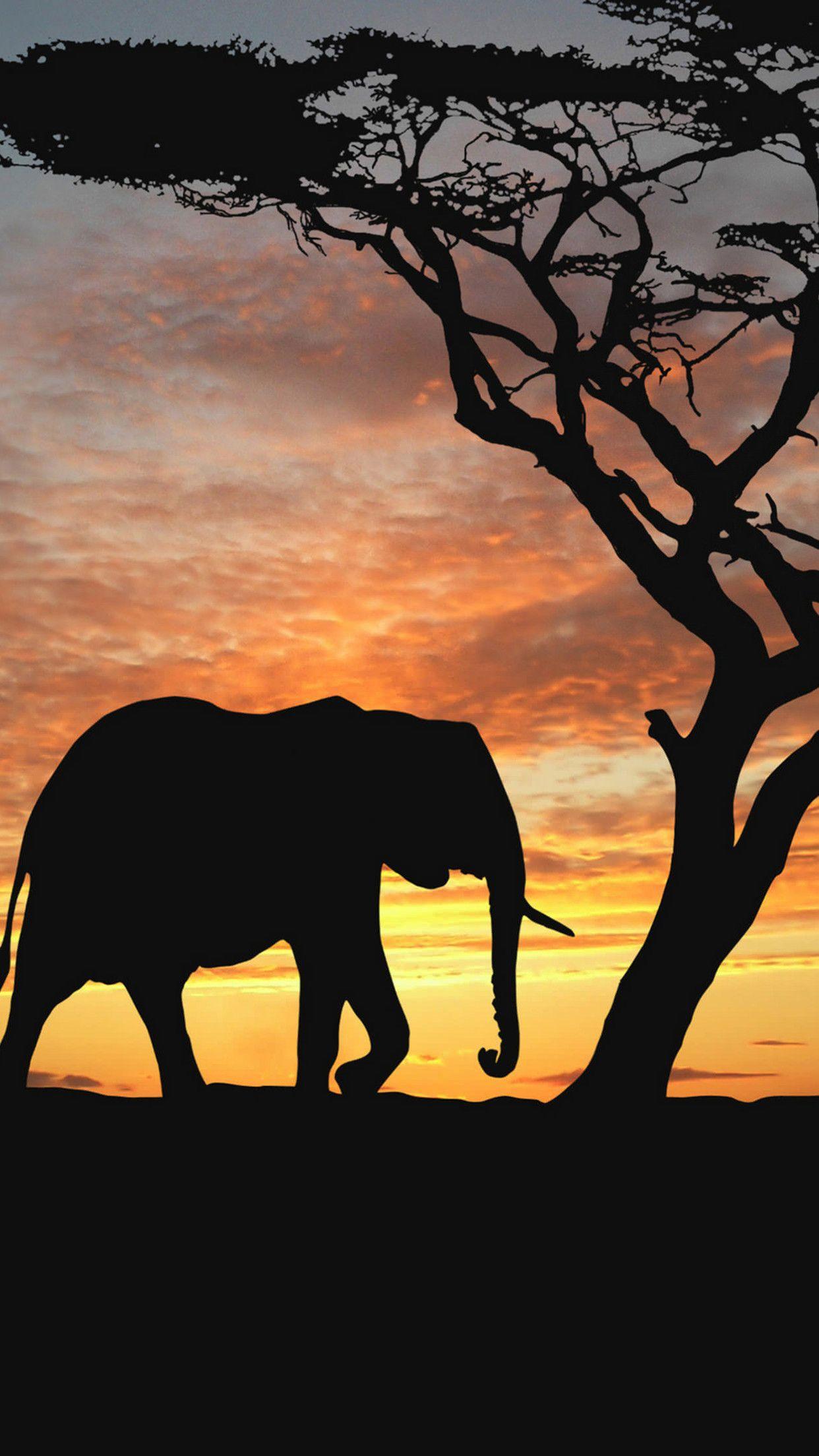 1242x2208 Elephant Desktop wallpaper wallpaper Collections