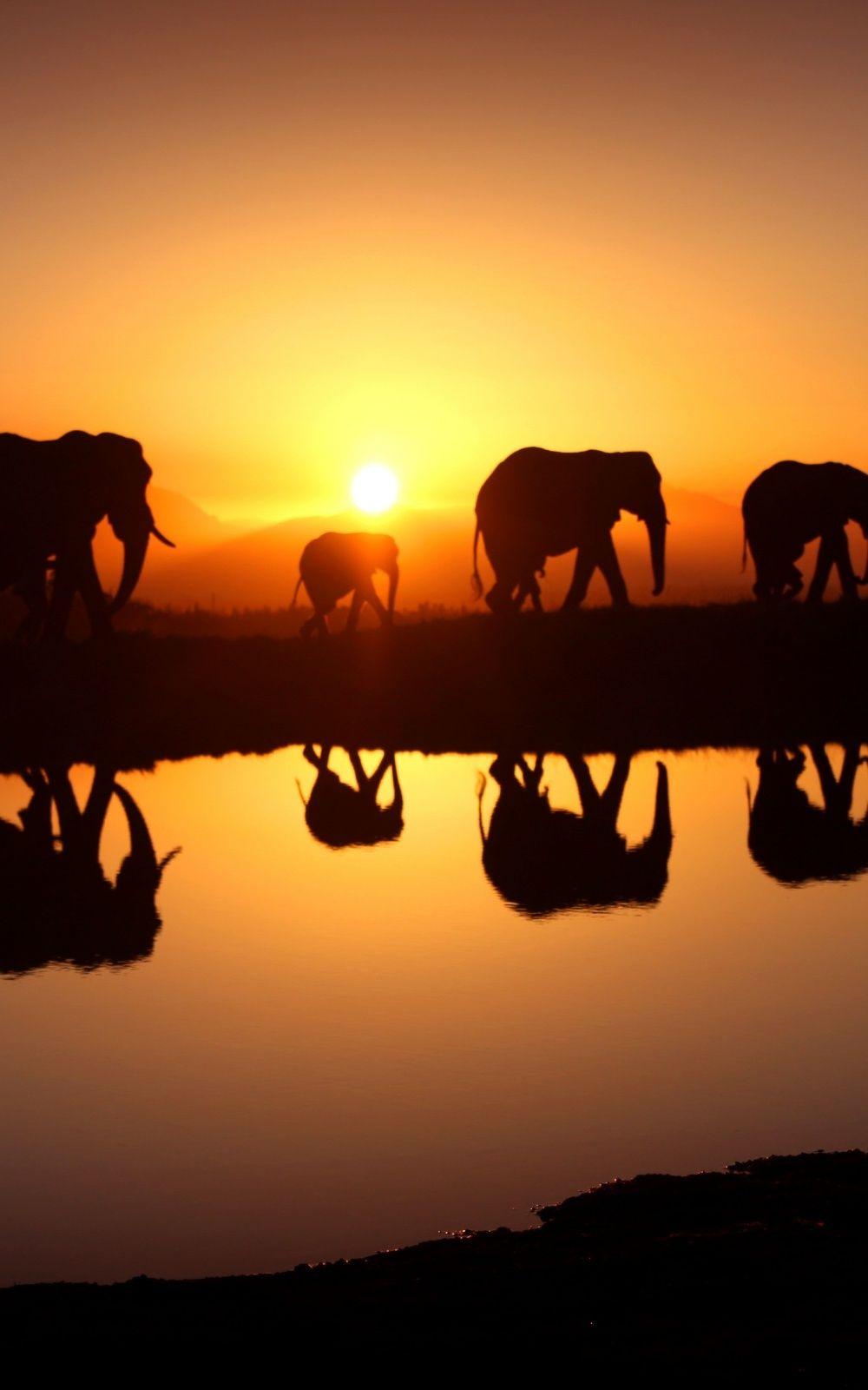 1000x1600 Elephants Walking In The Sunset Android Wallpaper free download