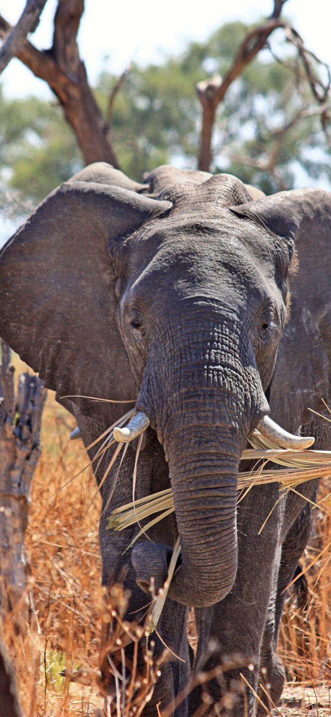 1125x2436 Elephant Front View, Nose, Africa 1125x2436 IPhone 11 Pro XS X