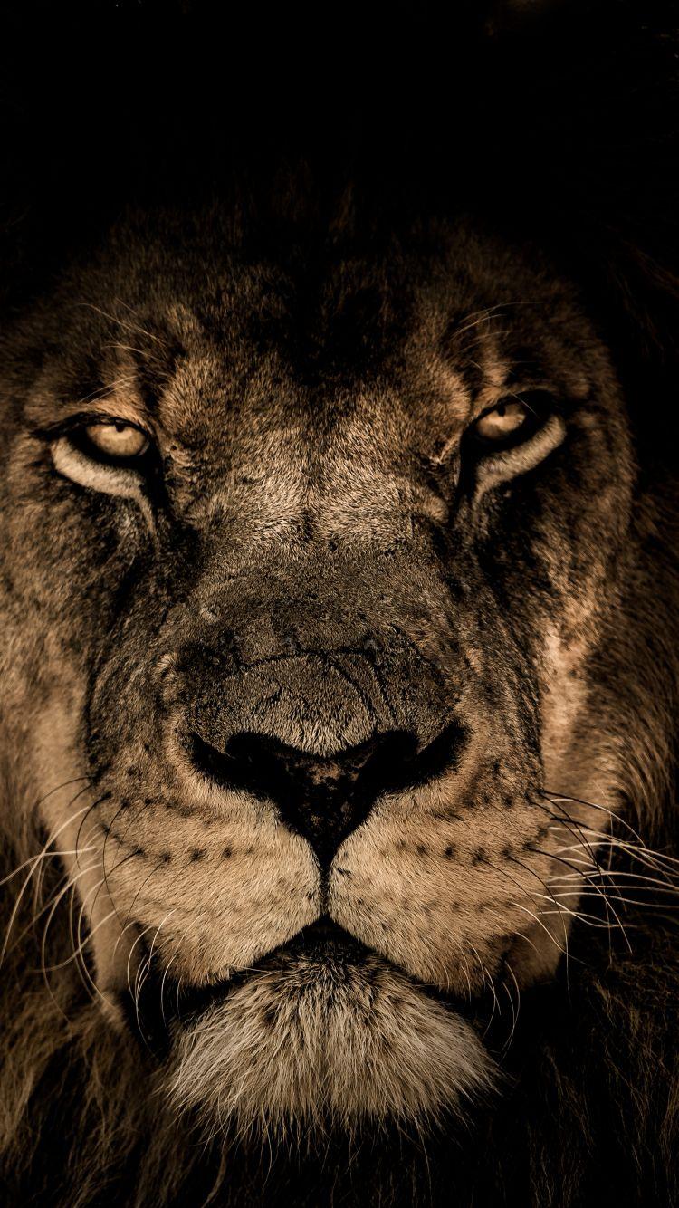 750x1334 Download 750x1334 wallpaper african lion, beast, predator, muzzle