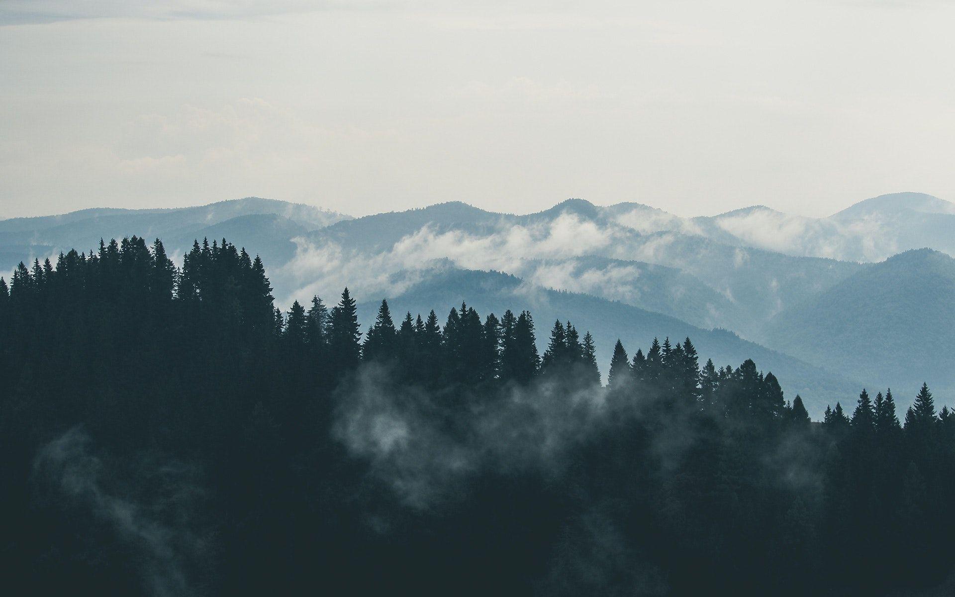 1920x1200 Aerial Photography of Pine Trees on the Mountain · Free