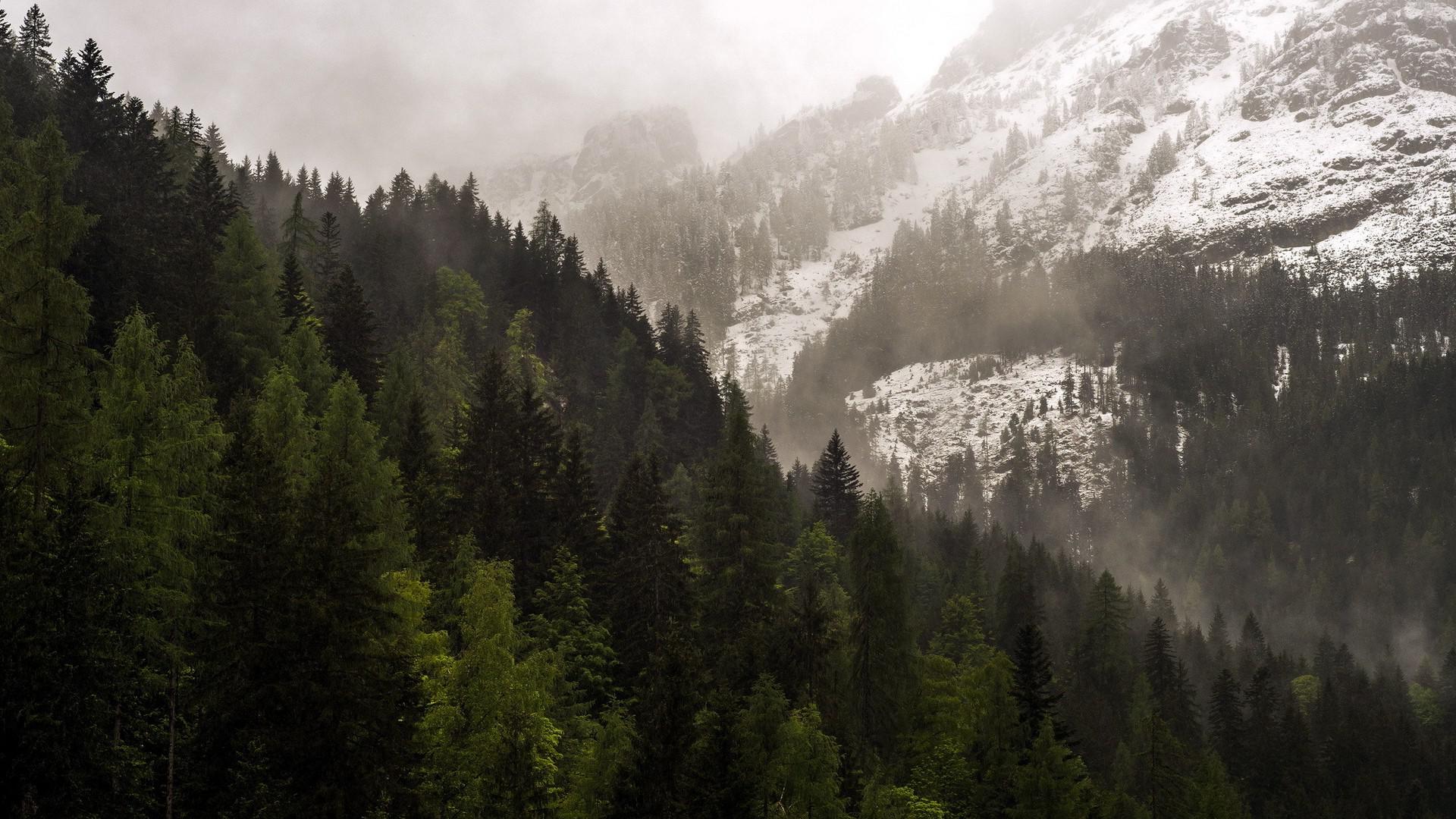 1920x1080 Forest in the mountains Wallpaper