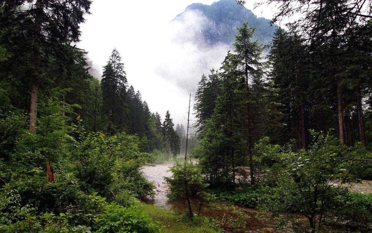 1280x804 Creek Forest Mountain Foggy wallpaper. Creek Forest Mountain