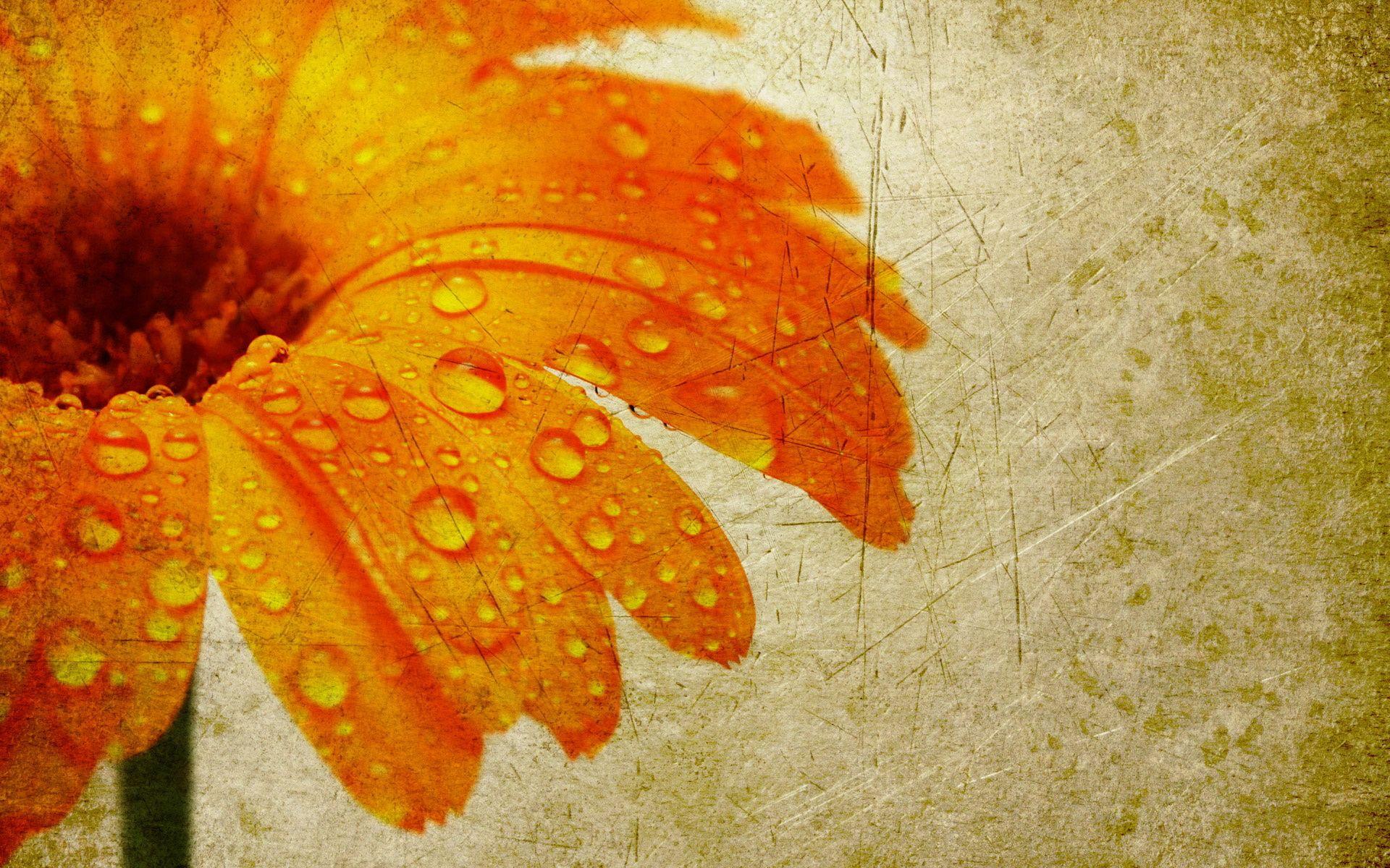1920x1200 Flower grunge