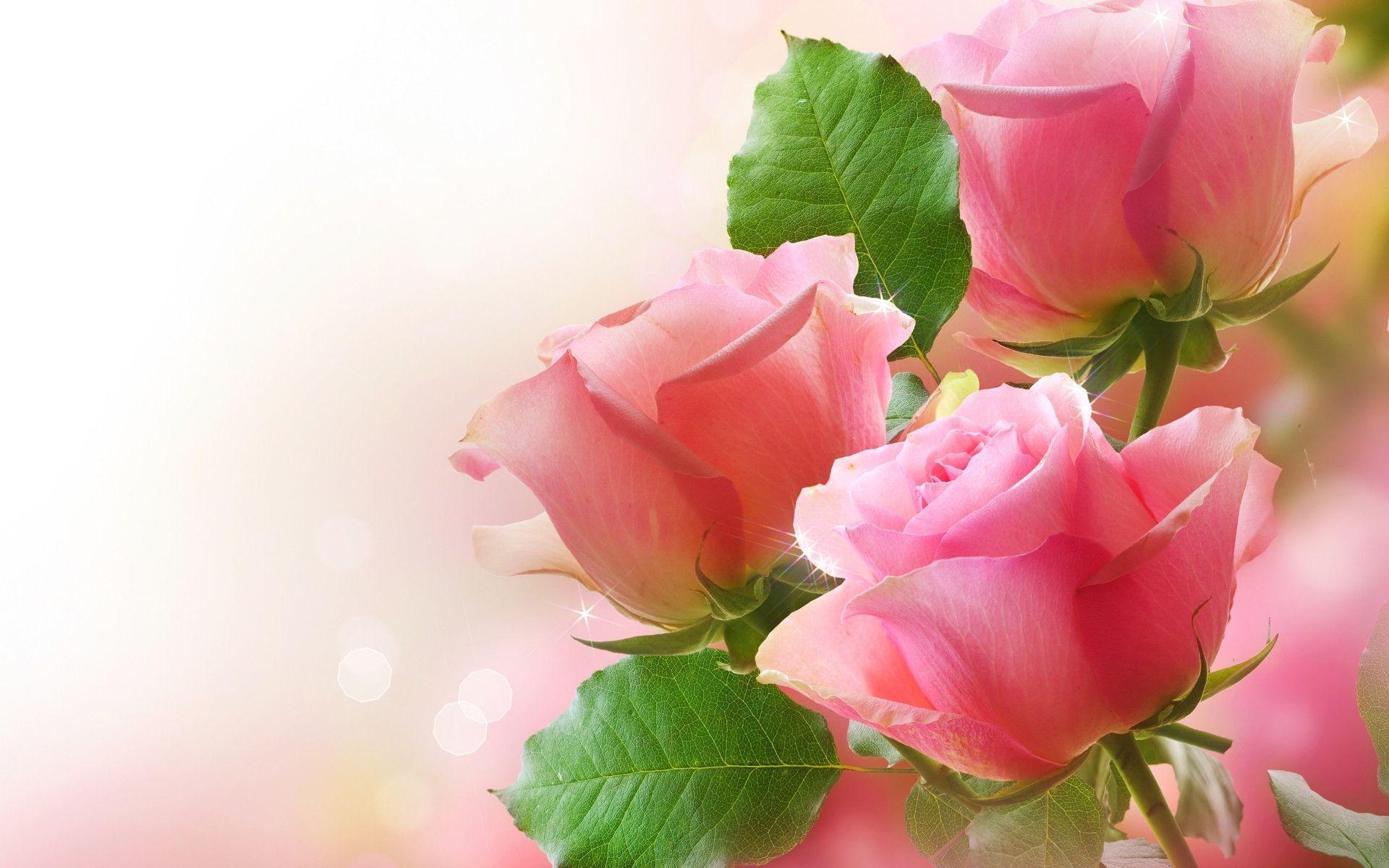 Love Rose Wallpapers - Top Free Love Rose Backgrounds - WallpaperAccess